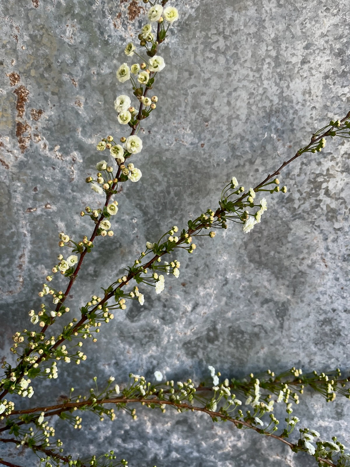 Spirea