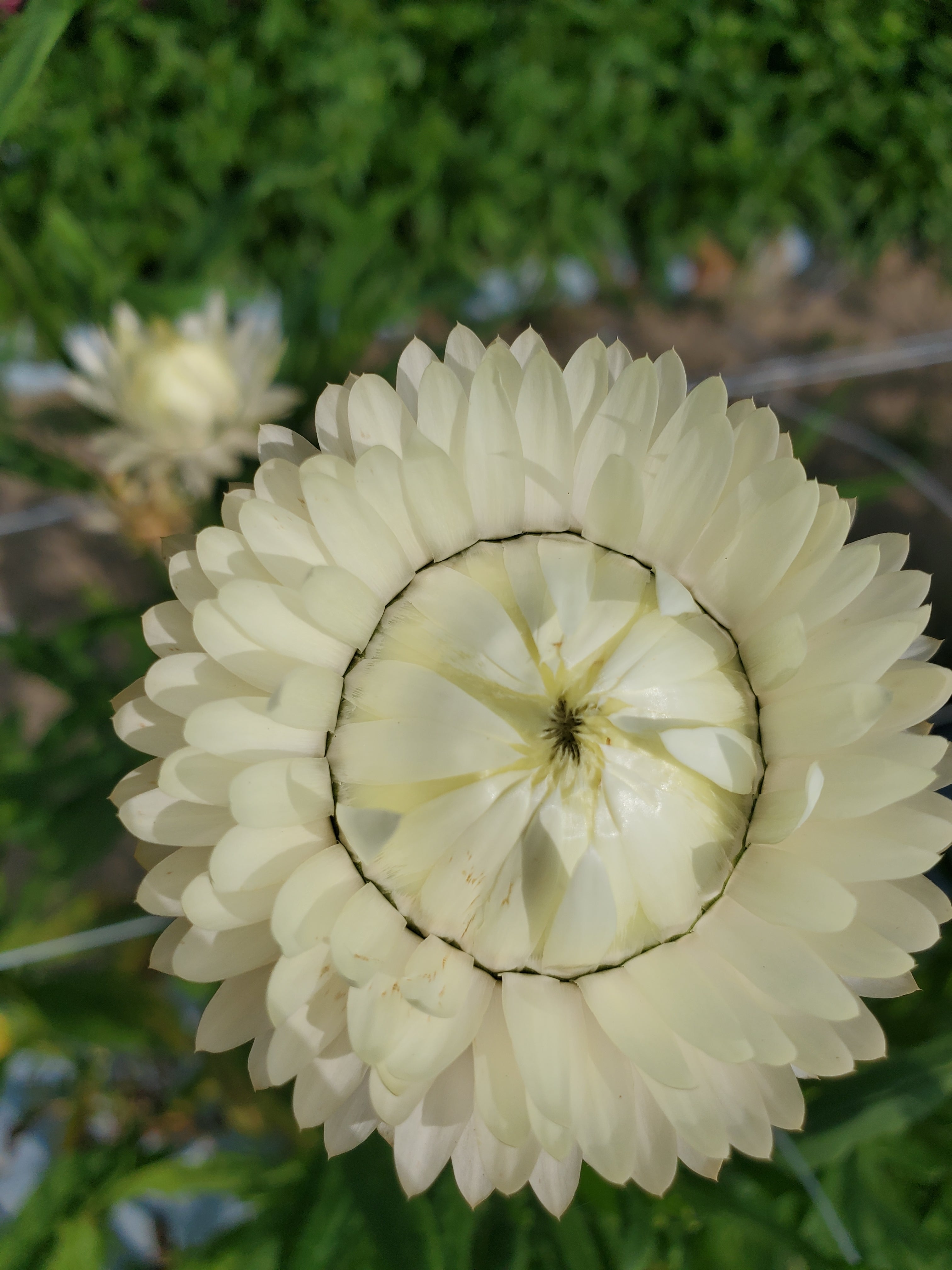 Strawflower