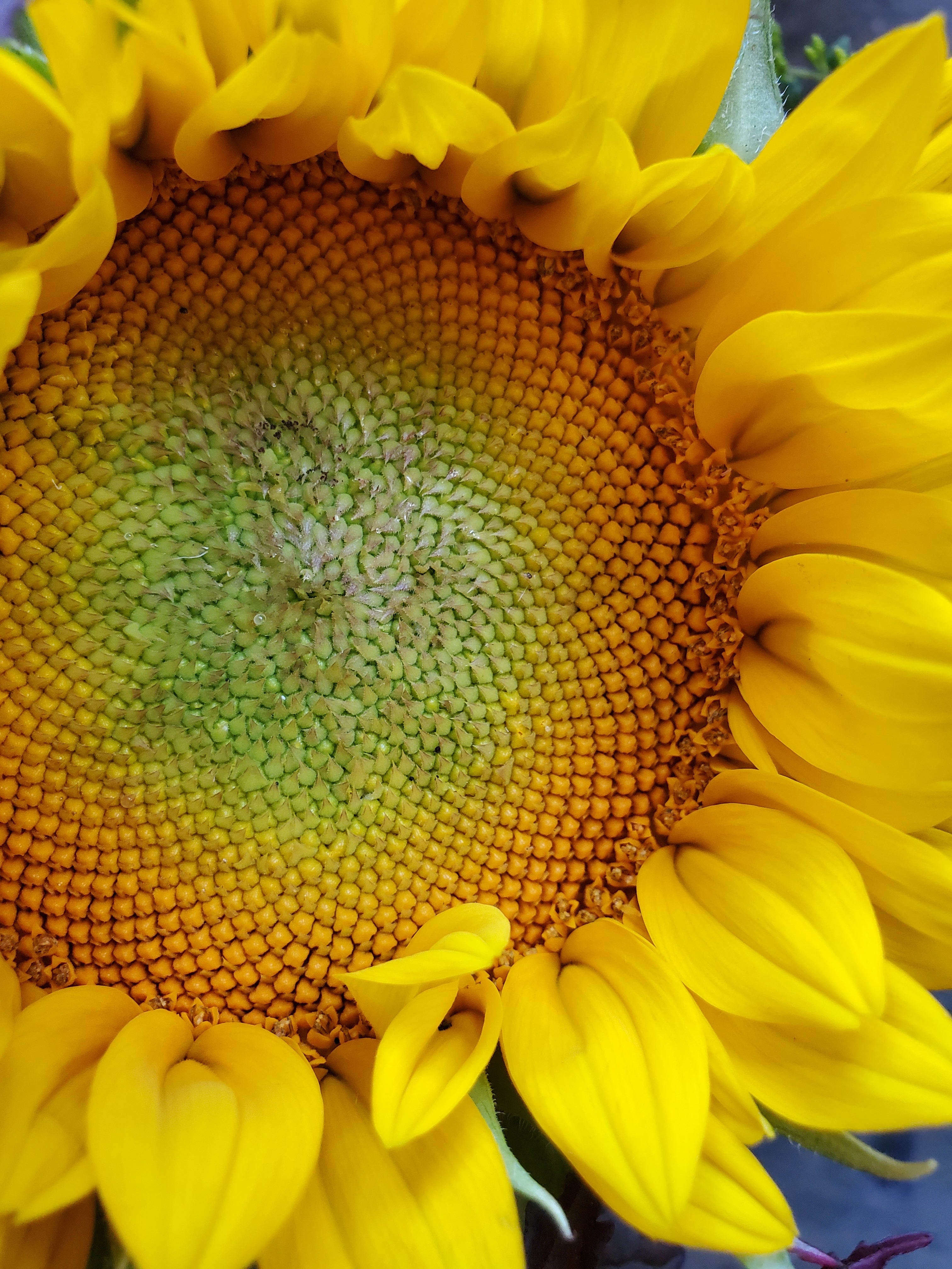 Sunflower