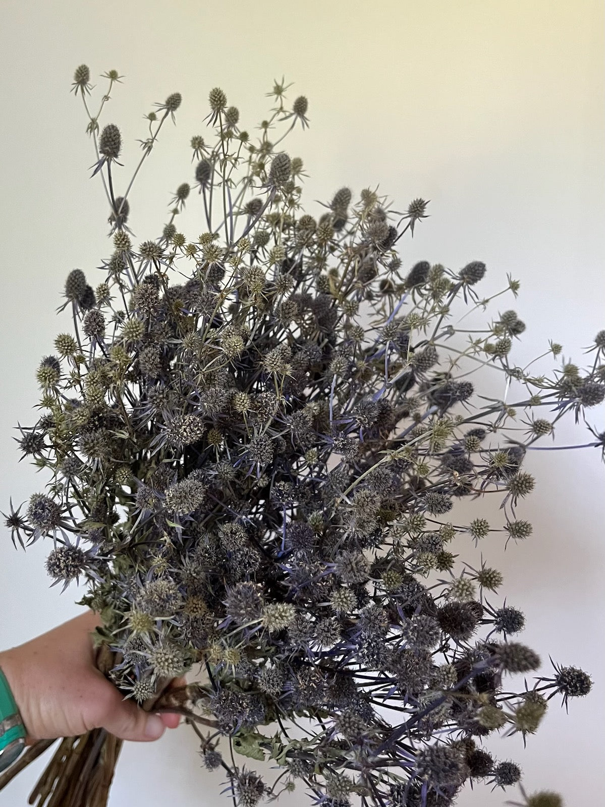 Thistle/Eyringium- Blue- DRIED
