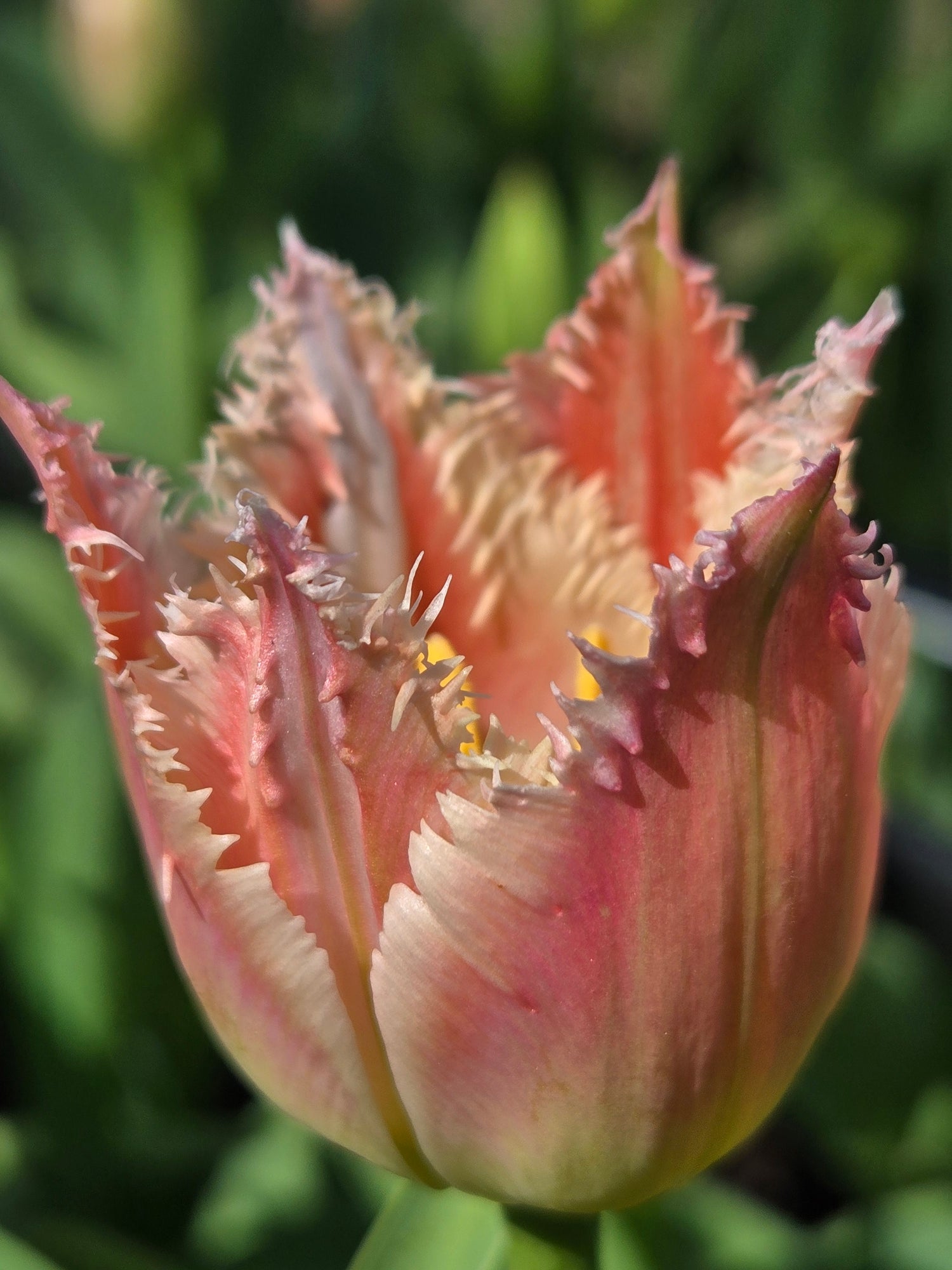 Tulip
