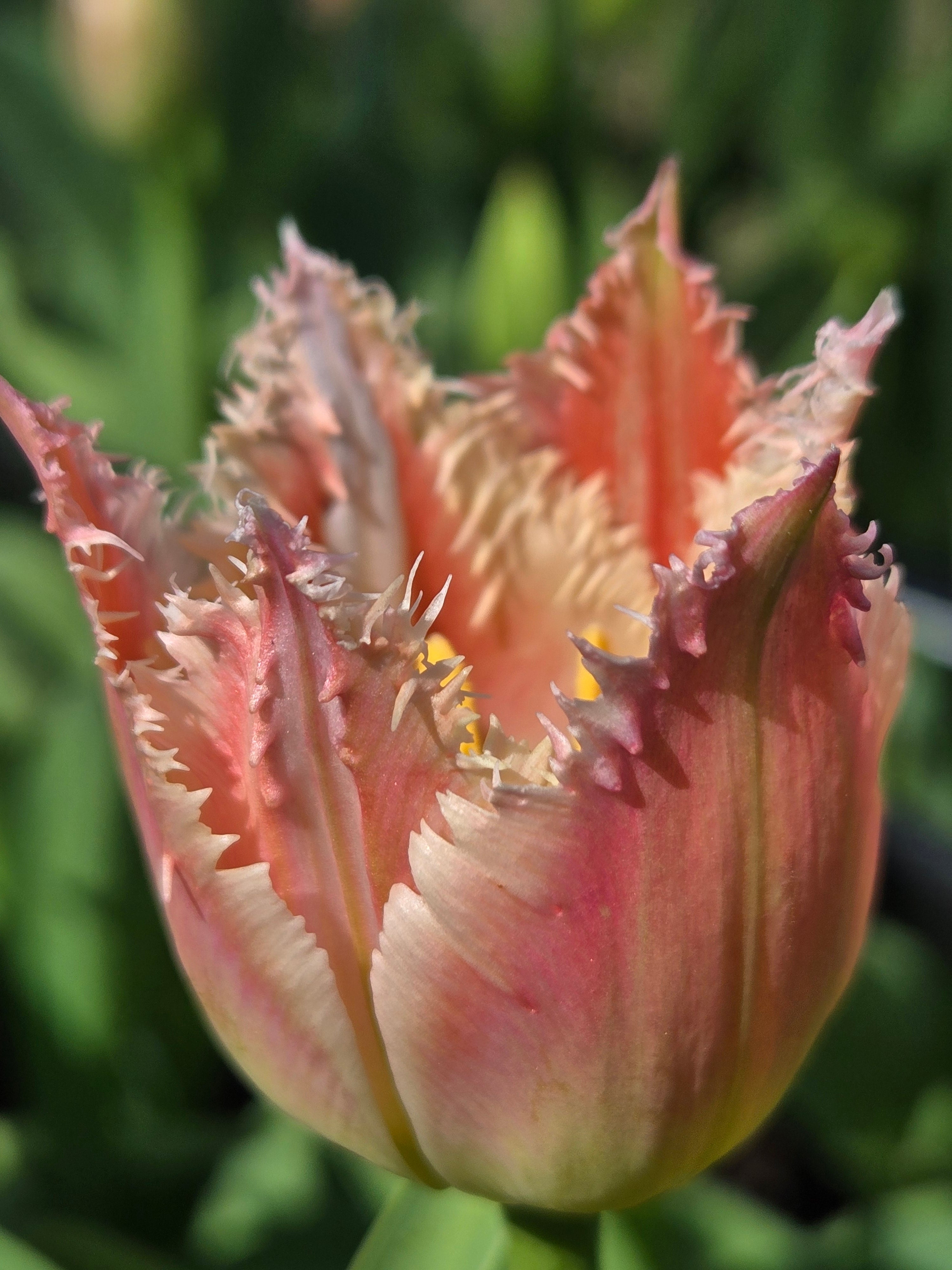 Tulip