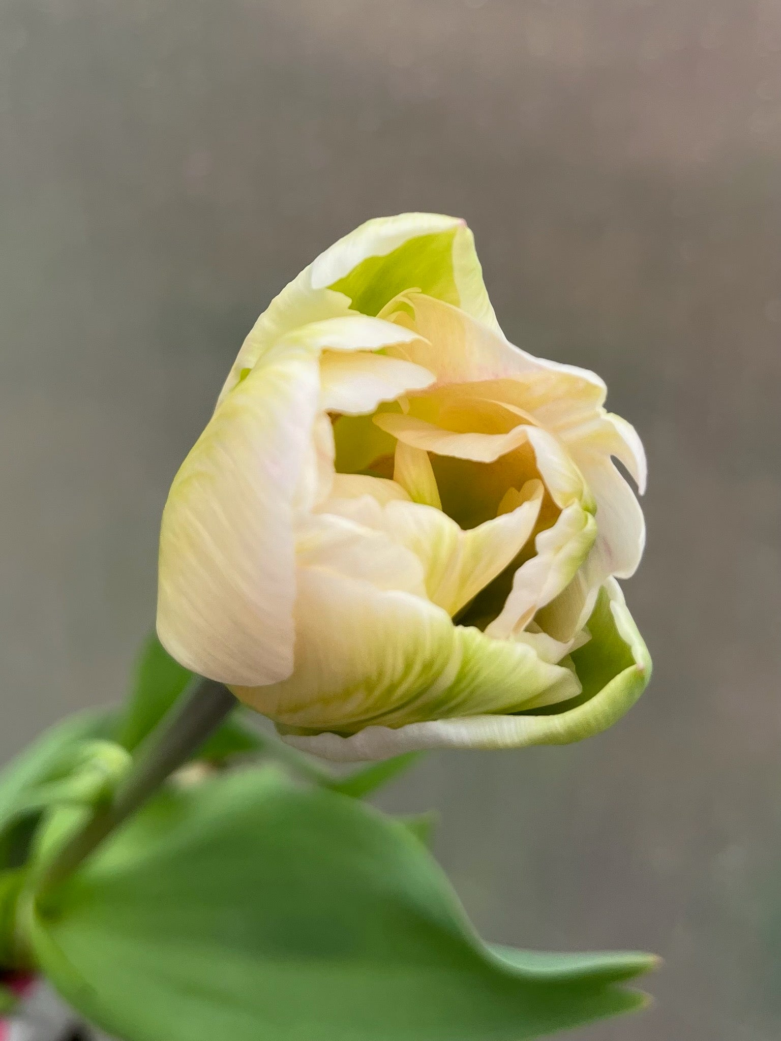 Tulip