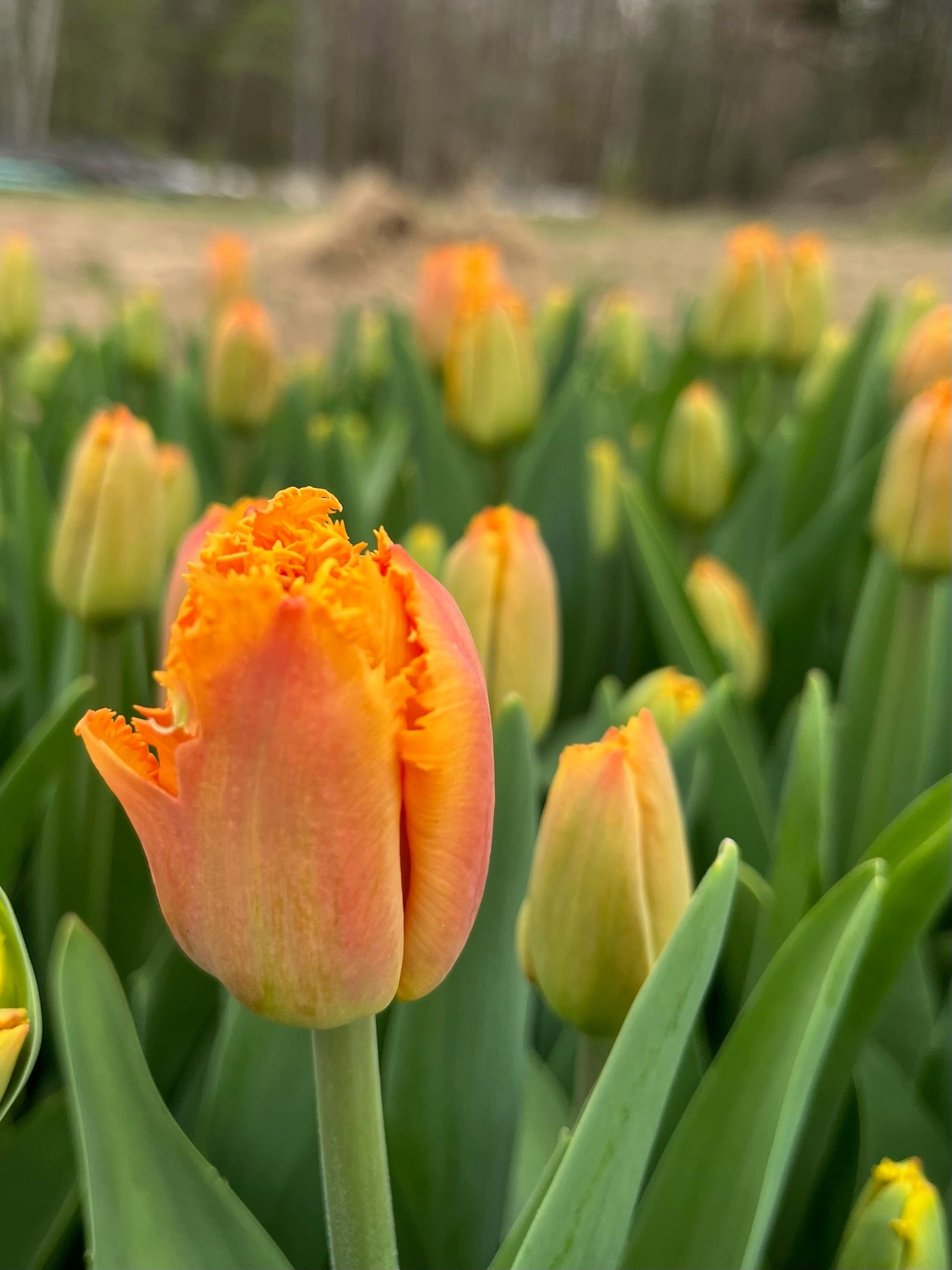 Tulip