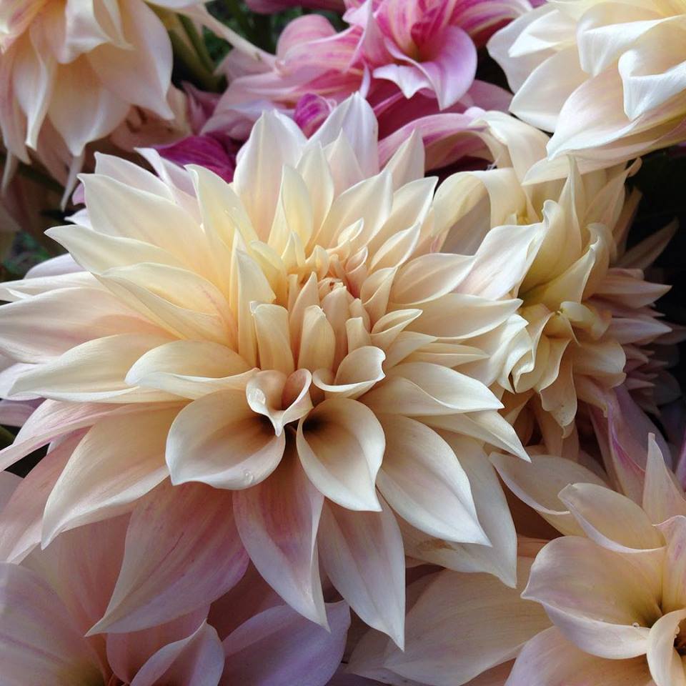 Dahlia