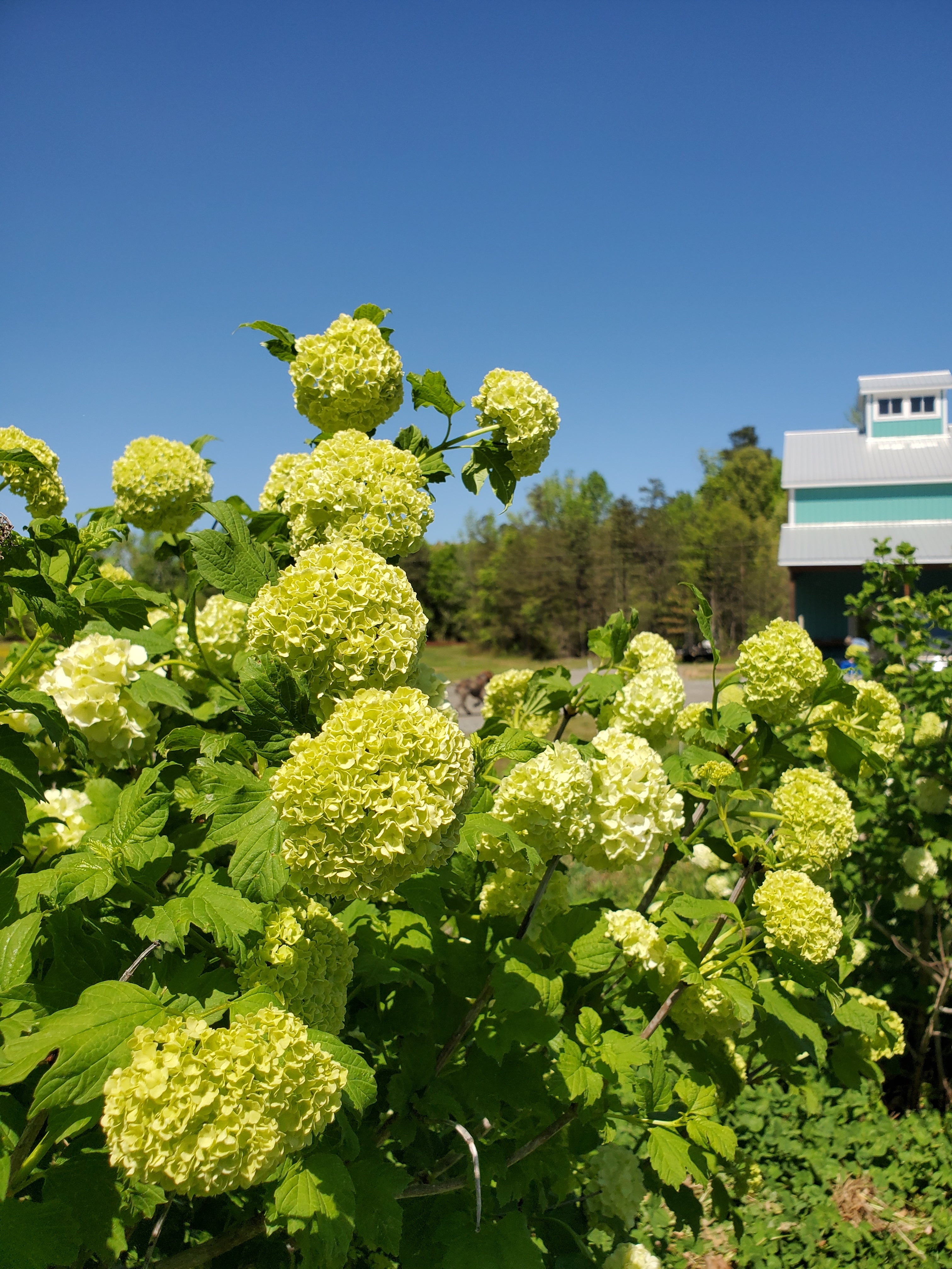 Viburnum- Snowball