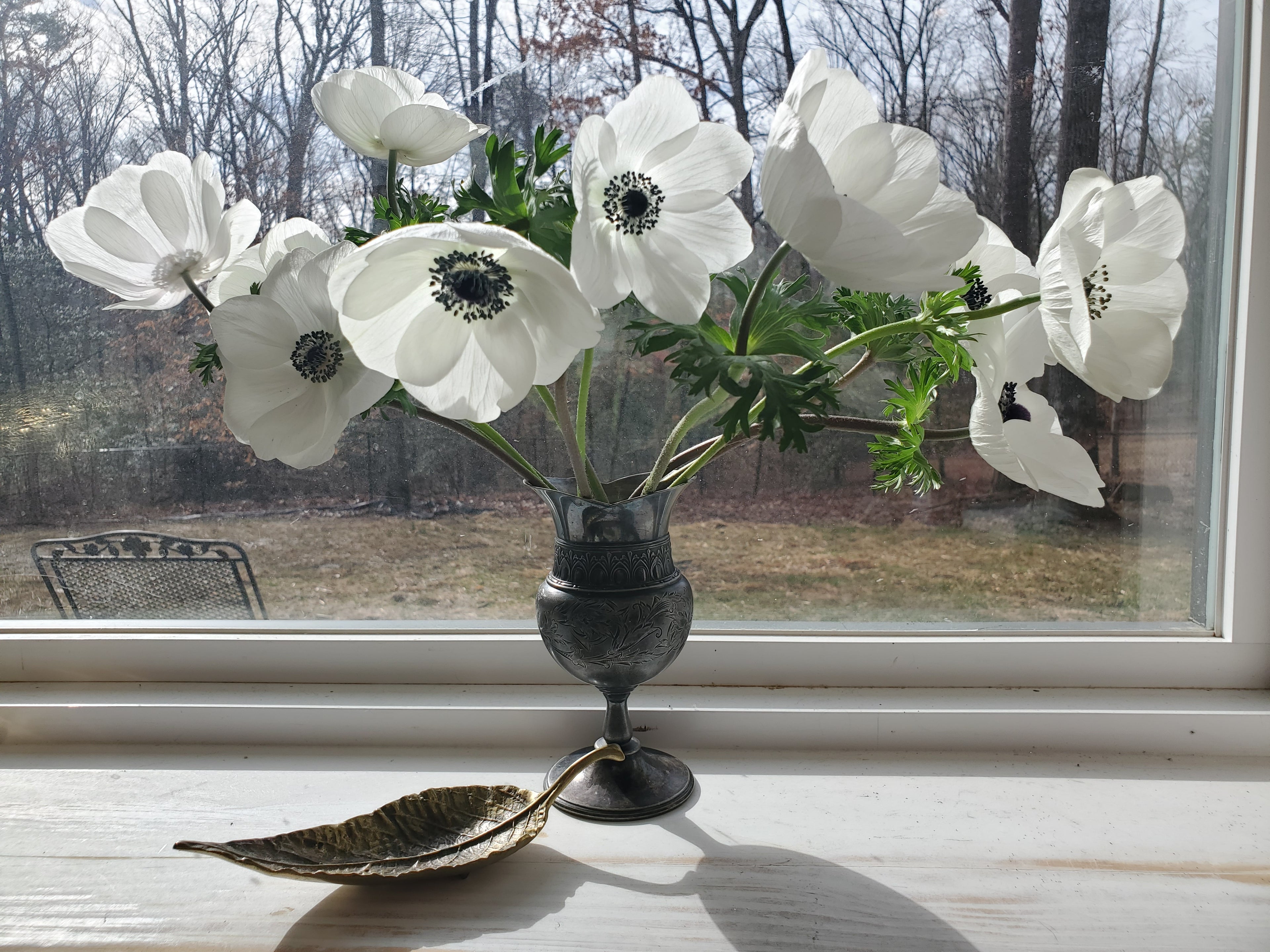 Anemone