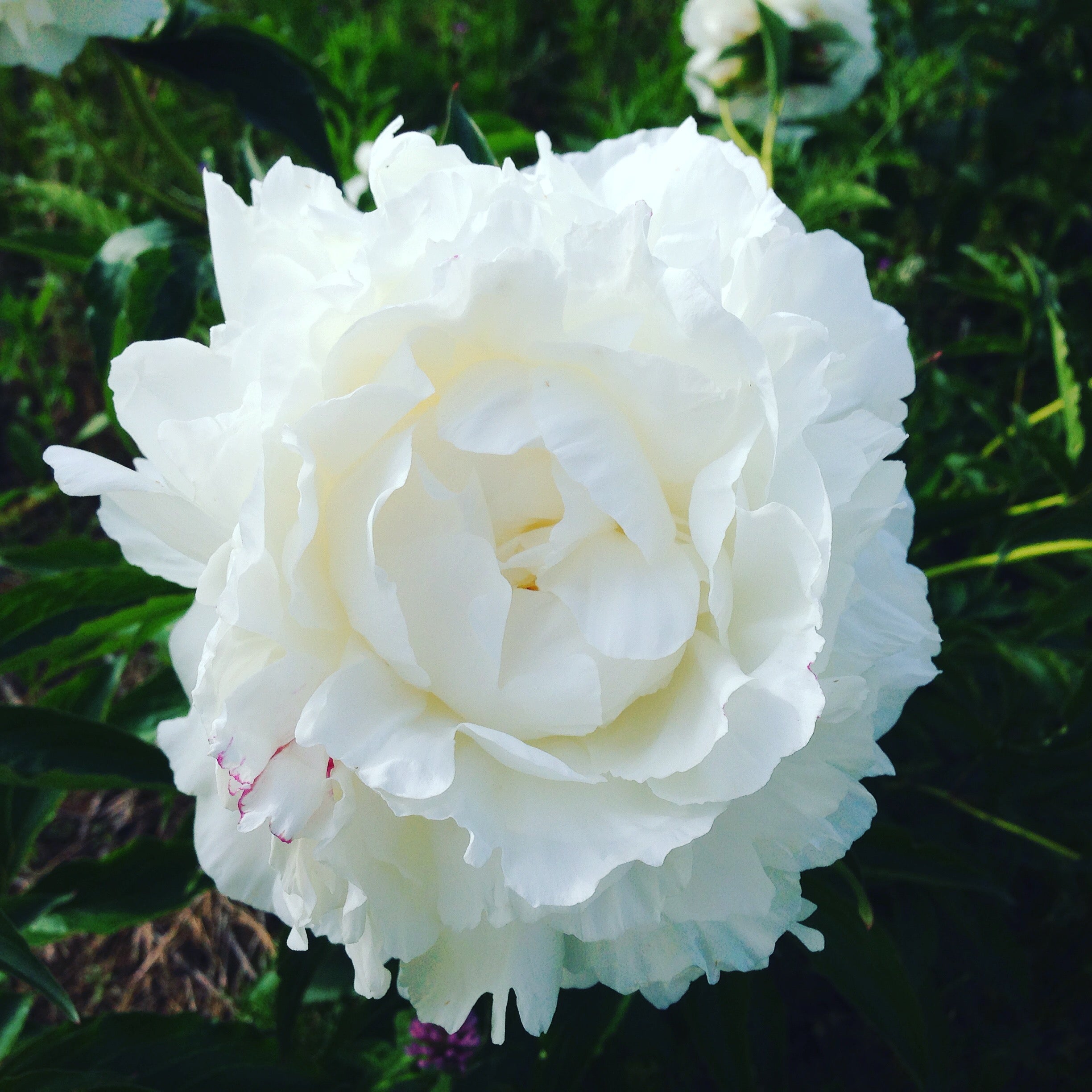 Peony