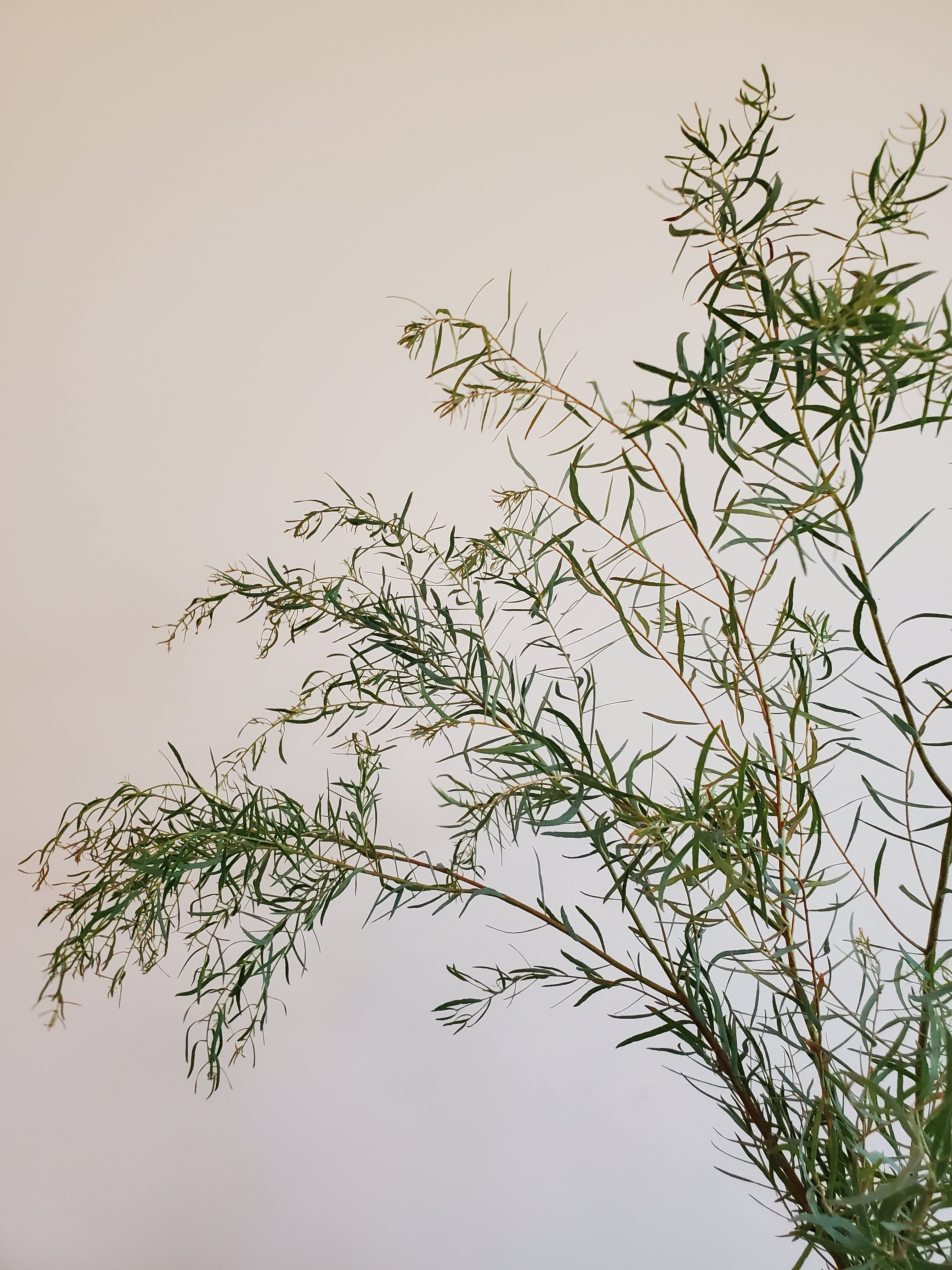 Eucalyptus