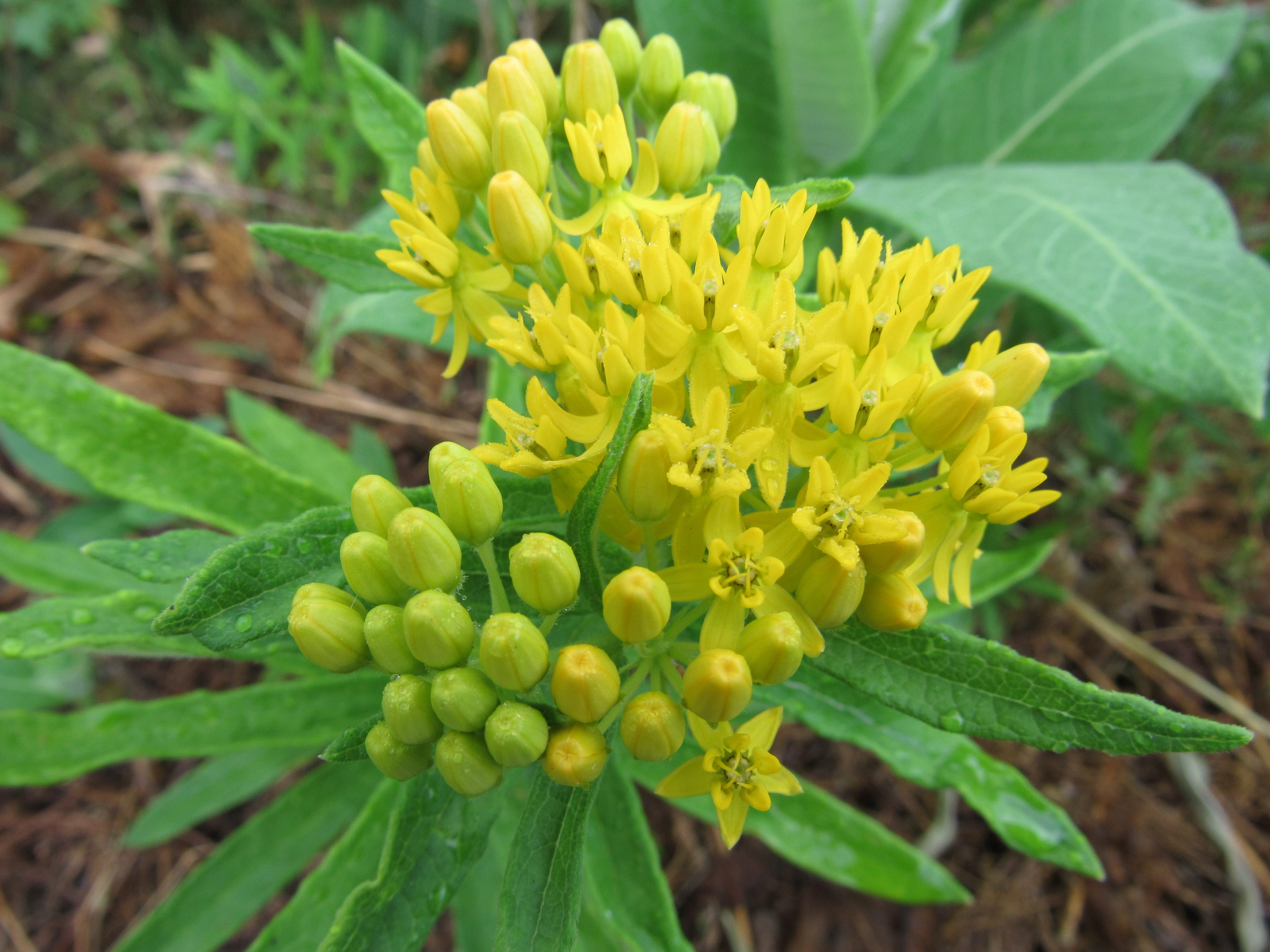 Butterfly Weed