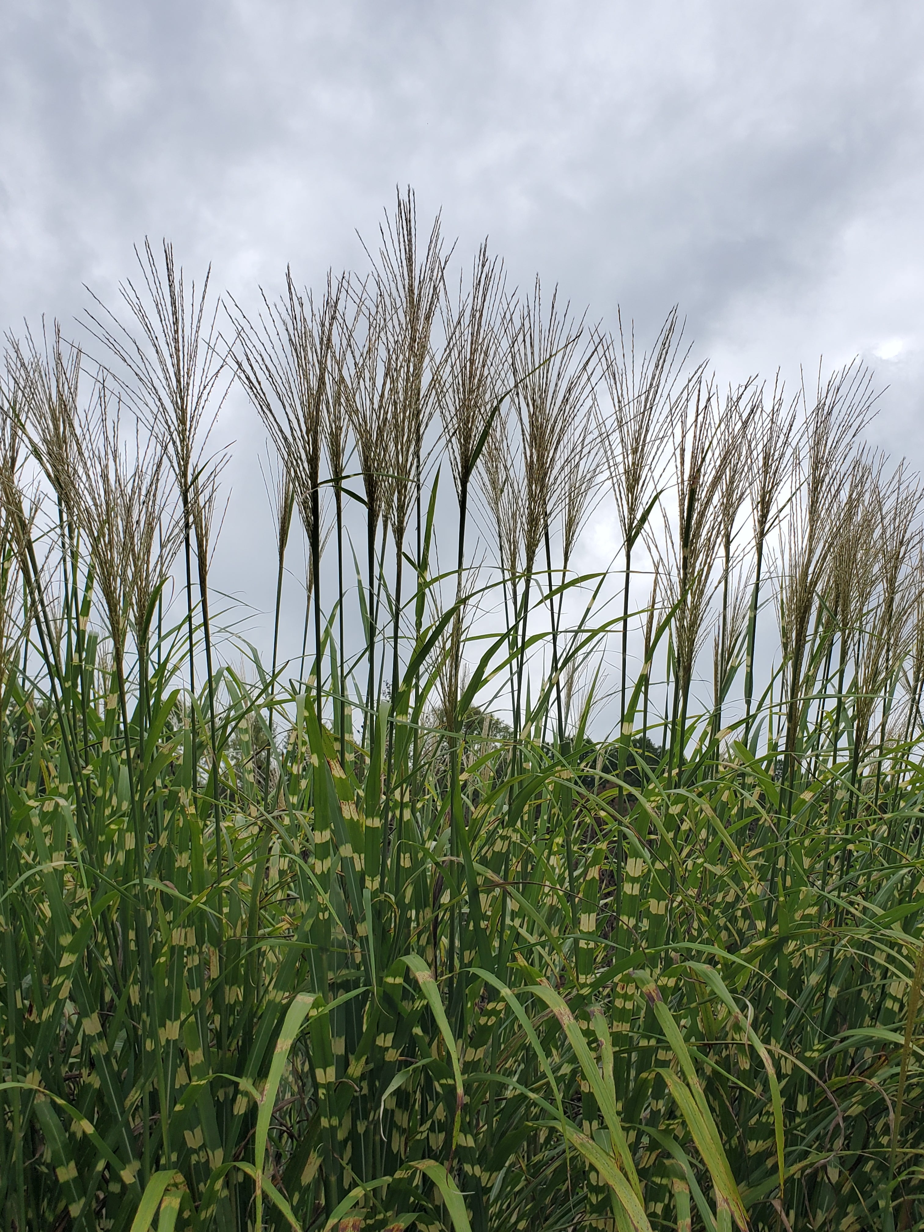 Zebra Grass