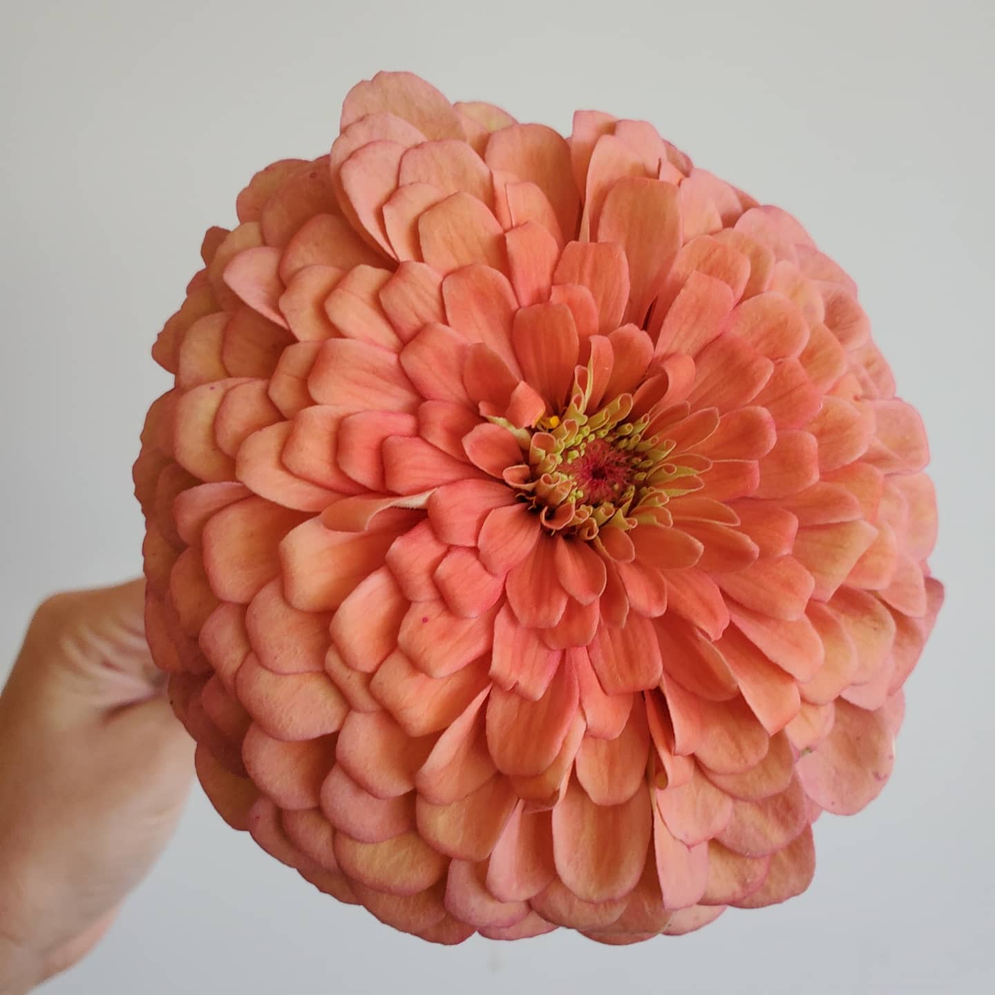 Zinnia Large