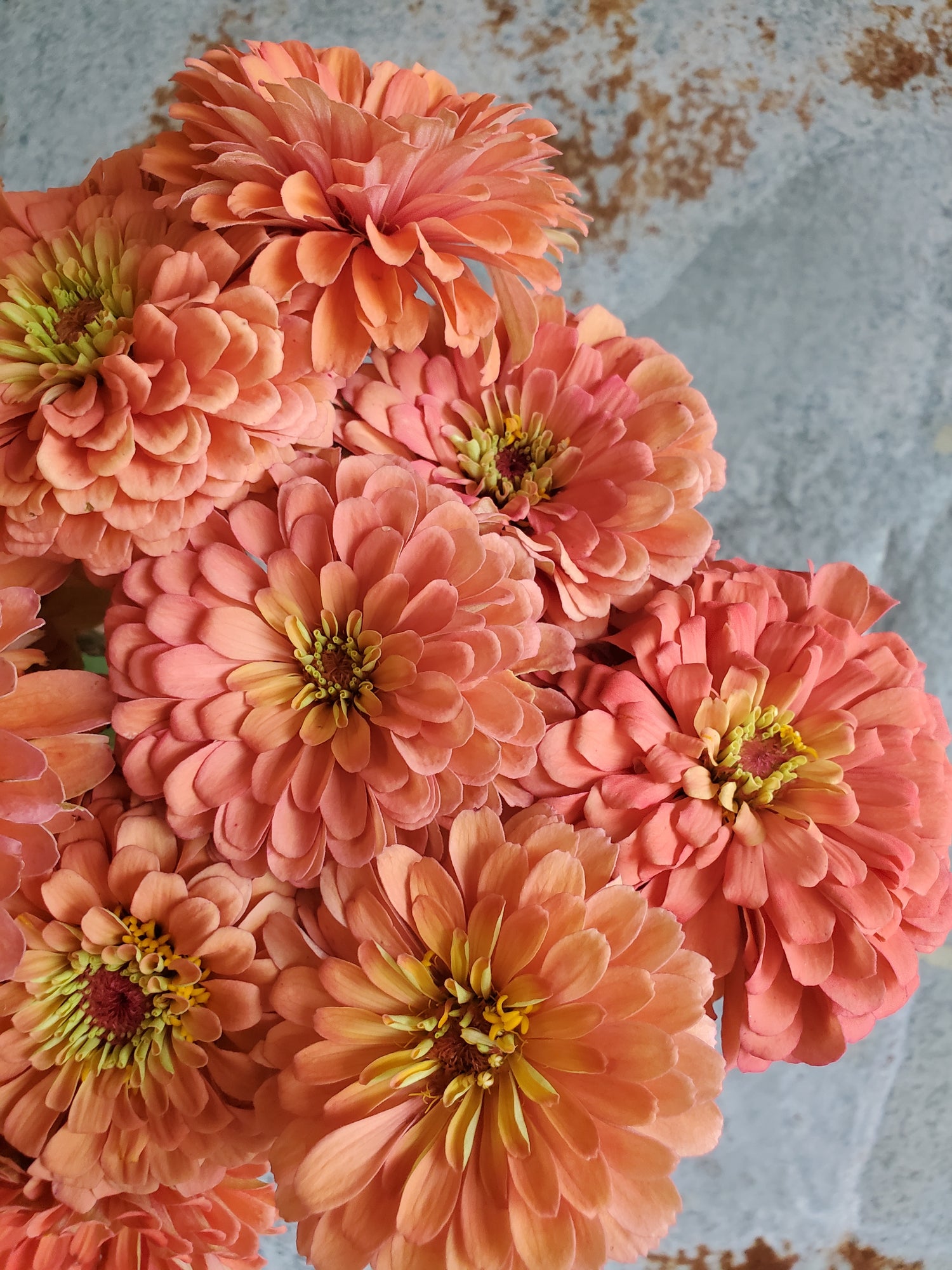 Zinnia Large