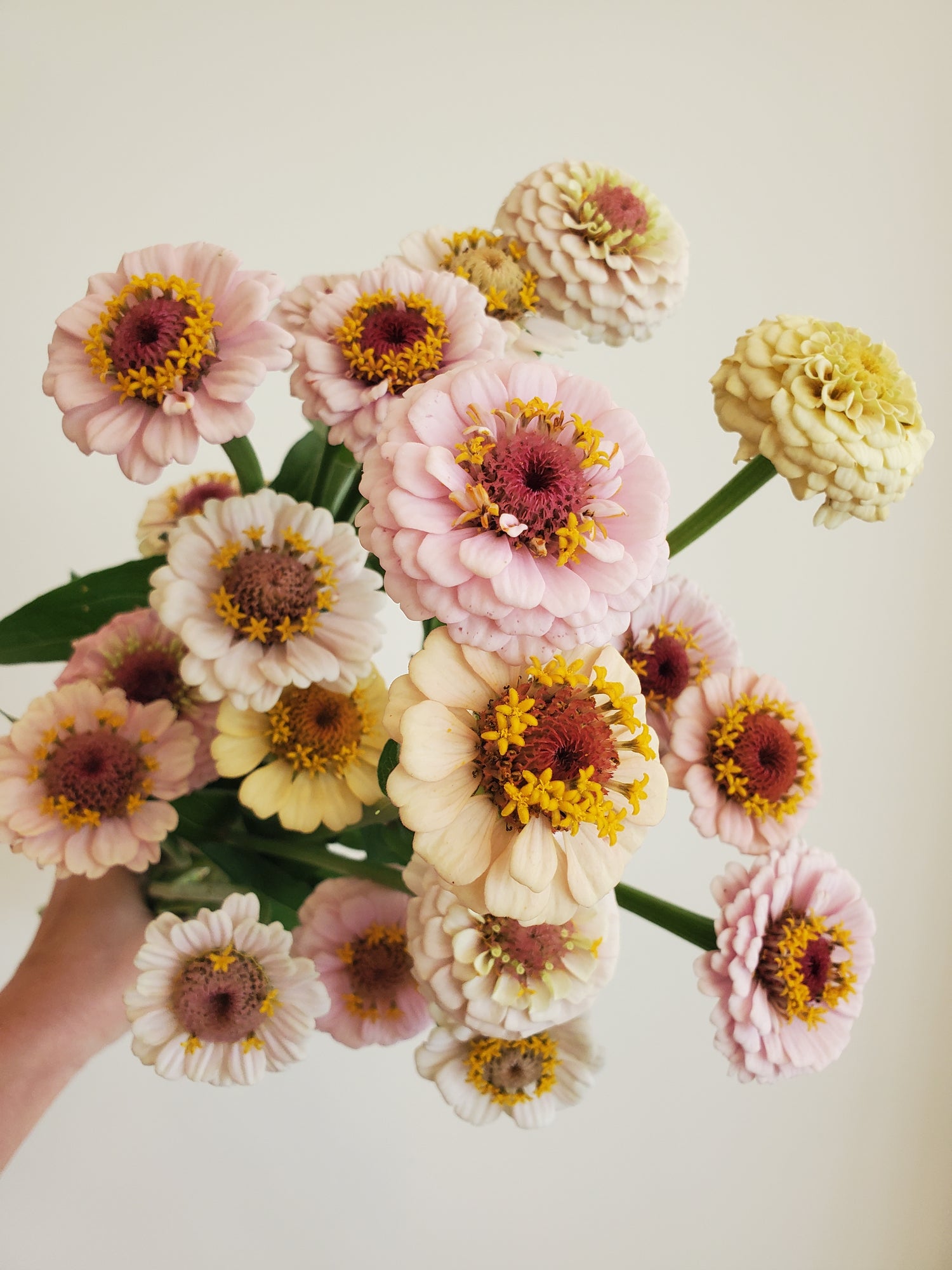 Zinnia Heirloom
