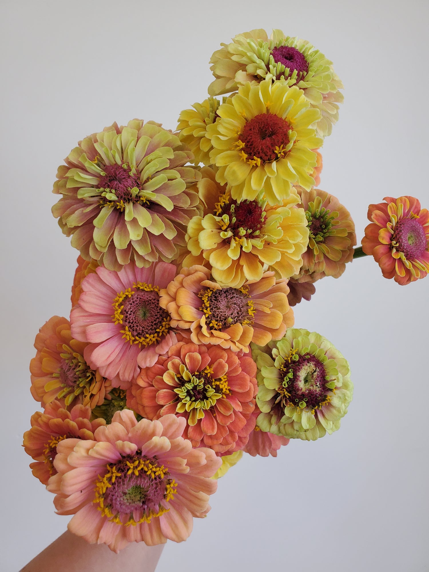 Zinnia Heirloom