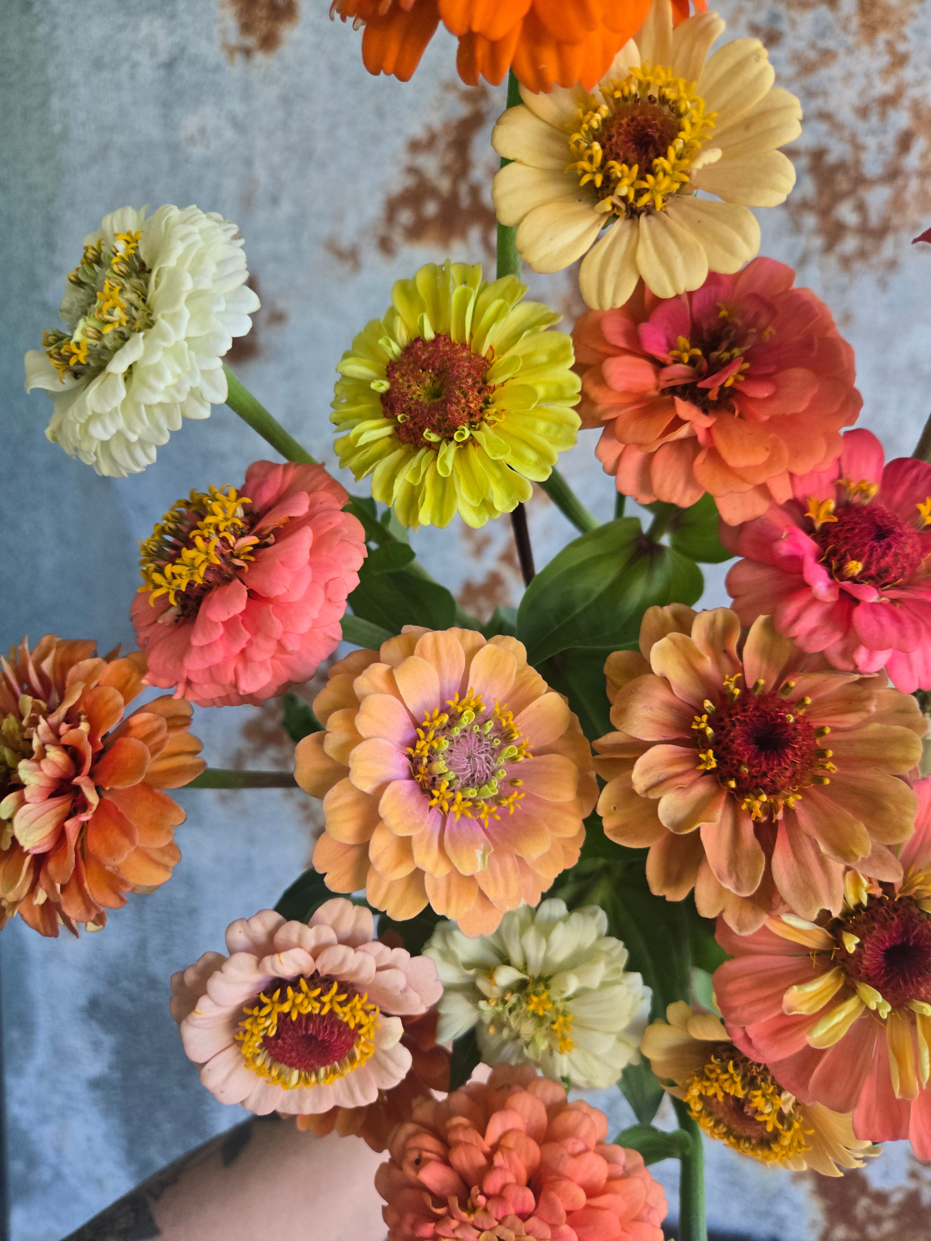 Zinnia Heirloom