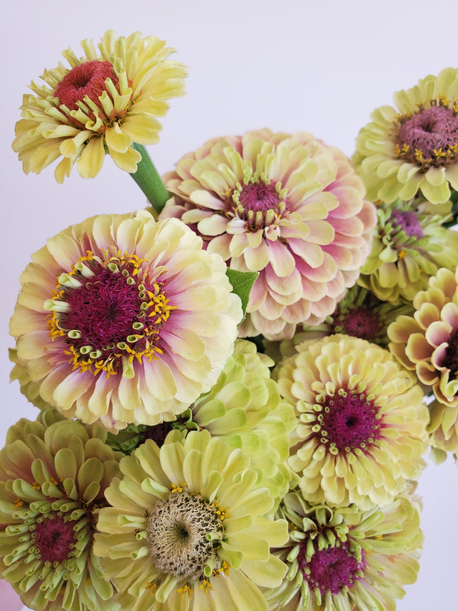 Zinnia Heirloom