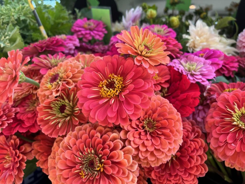Zinnia Large