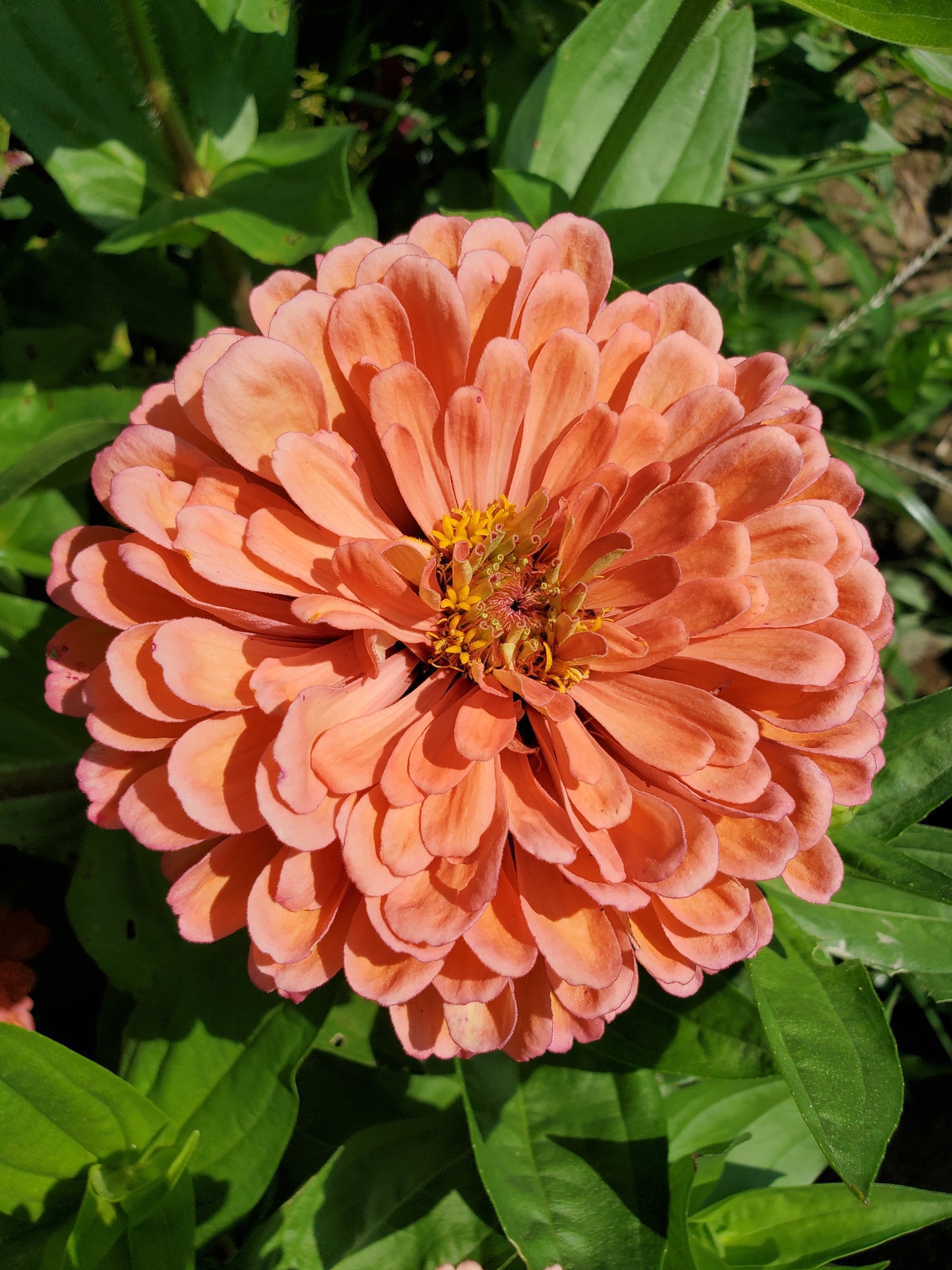 Zinnia Large