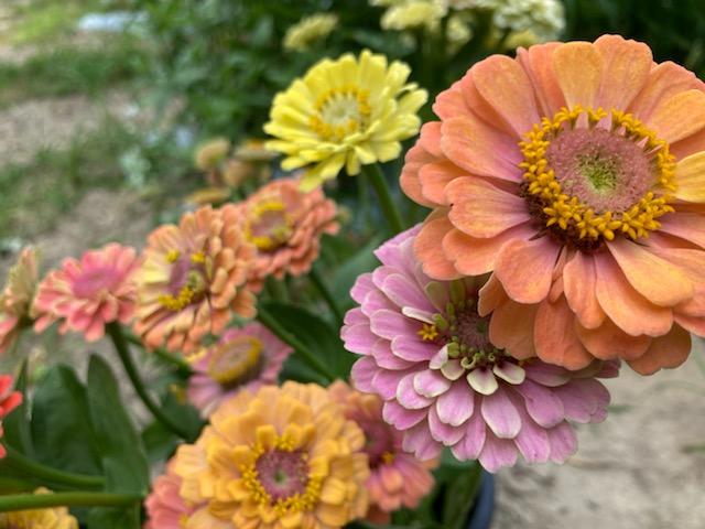 Zinnia Heirloom