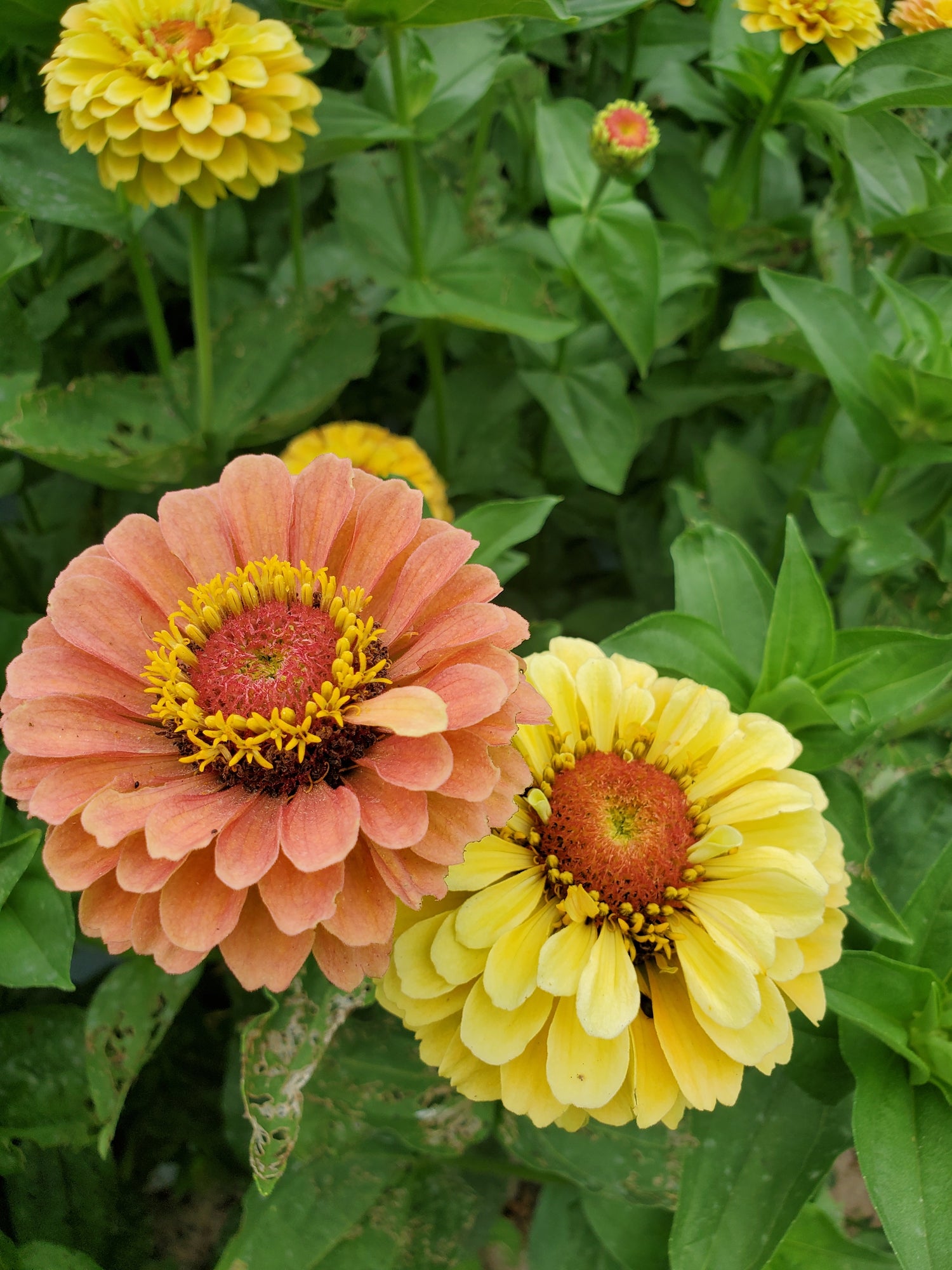 Zinnia Heirloom