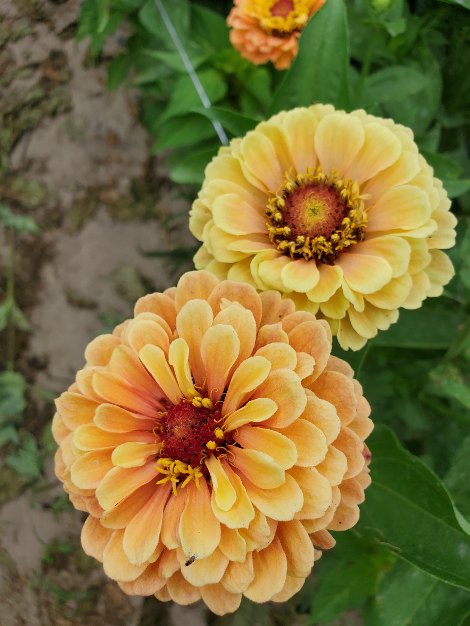 Zinnia Heirloom
