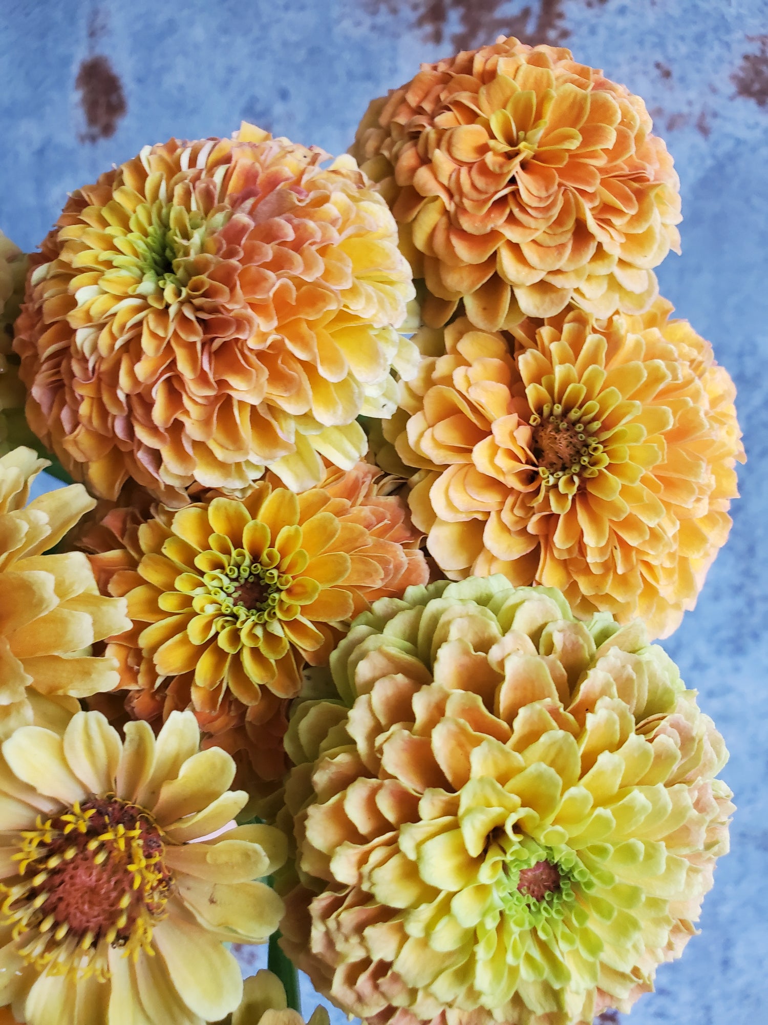Zinnia Heirloom