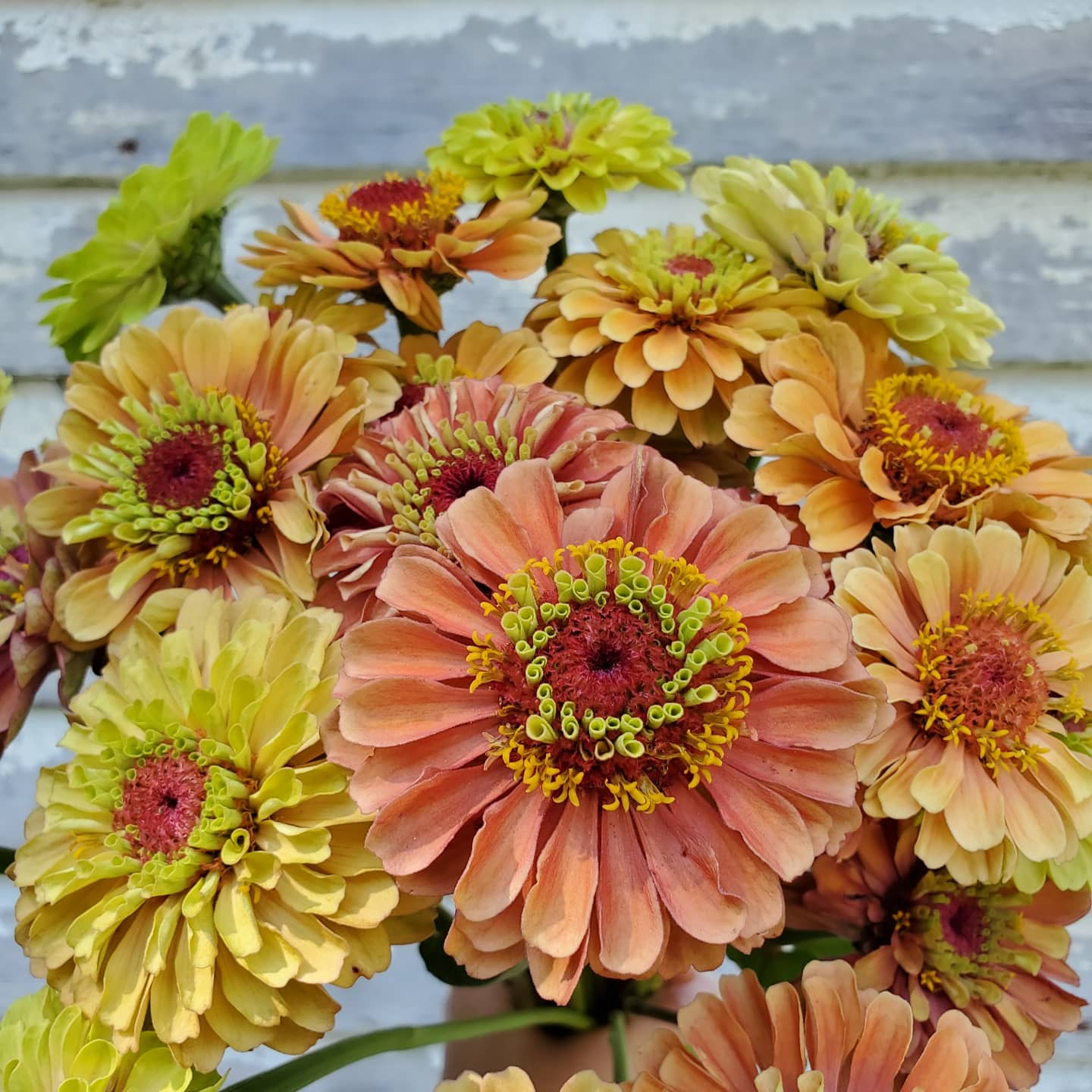 Zinnia Heirloom