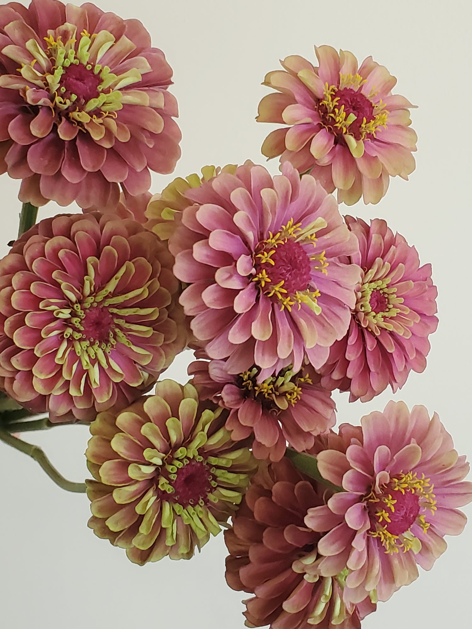 Zinnia Heirloom