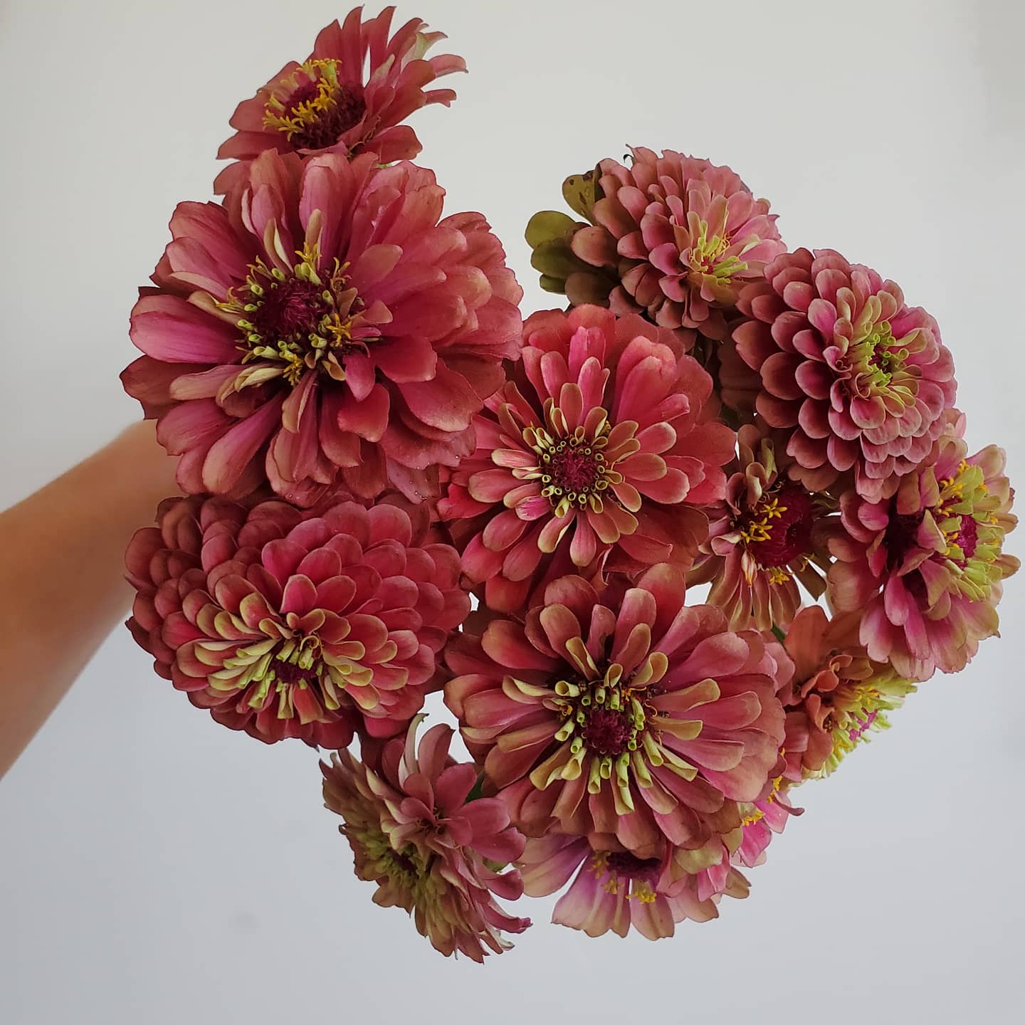 Zinnia Heirloom
