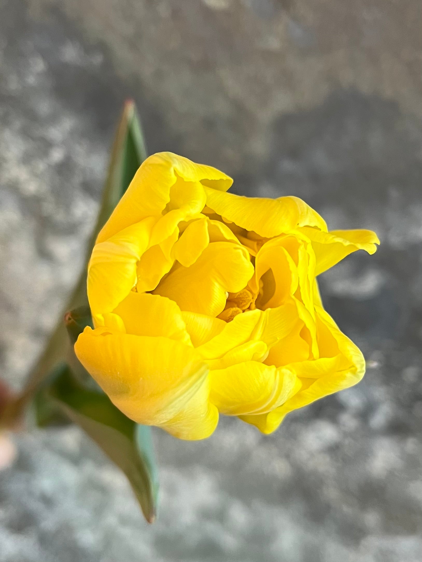 Tulip