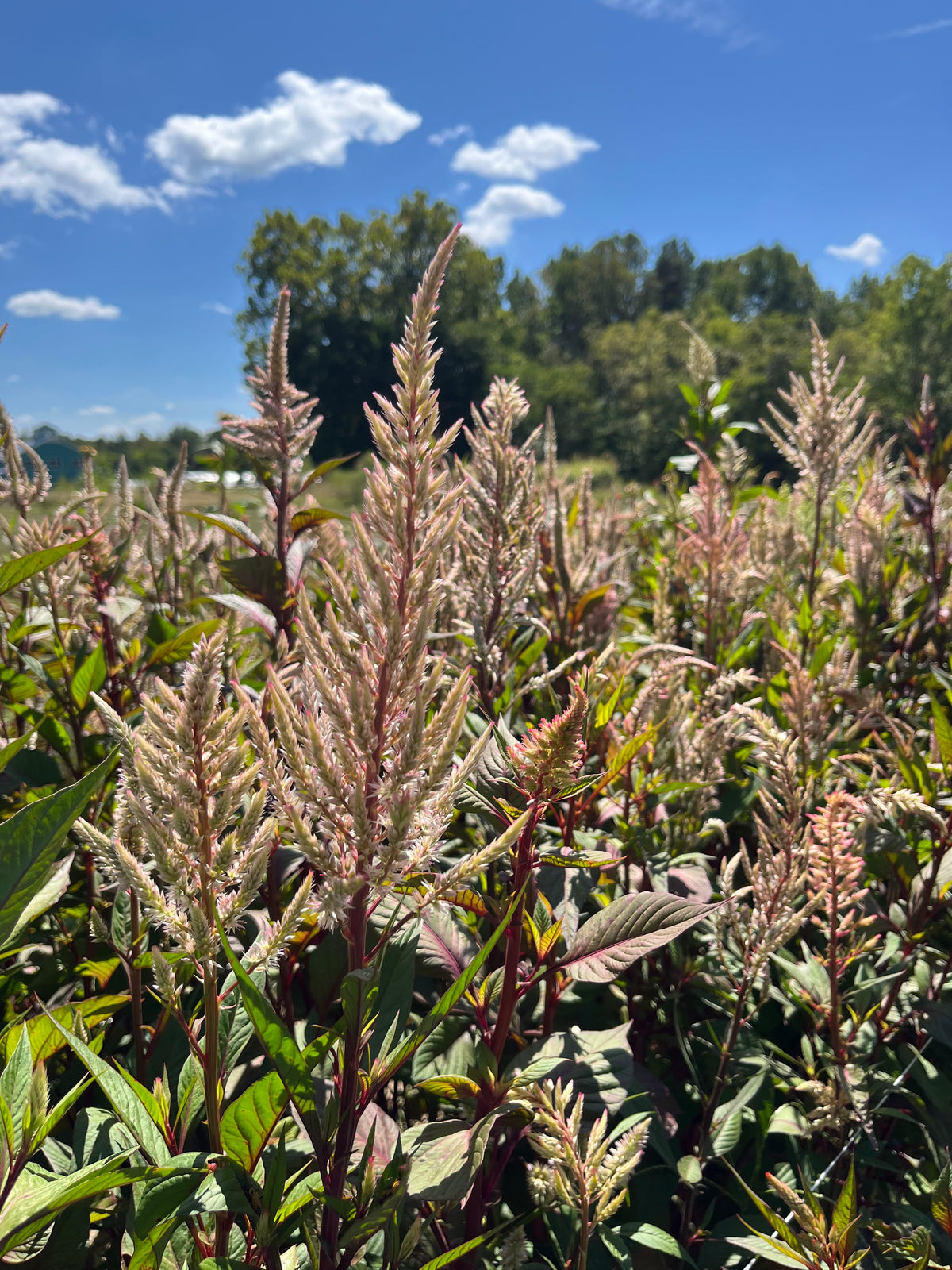 Celosia Plumed