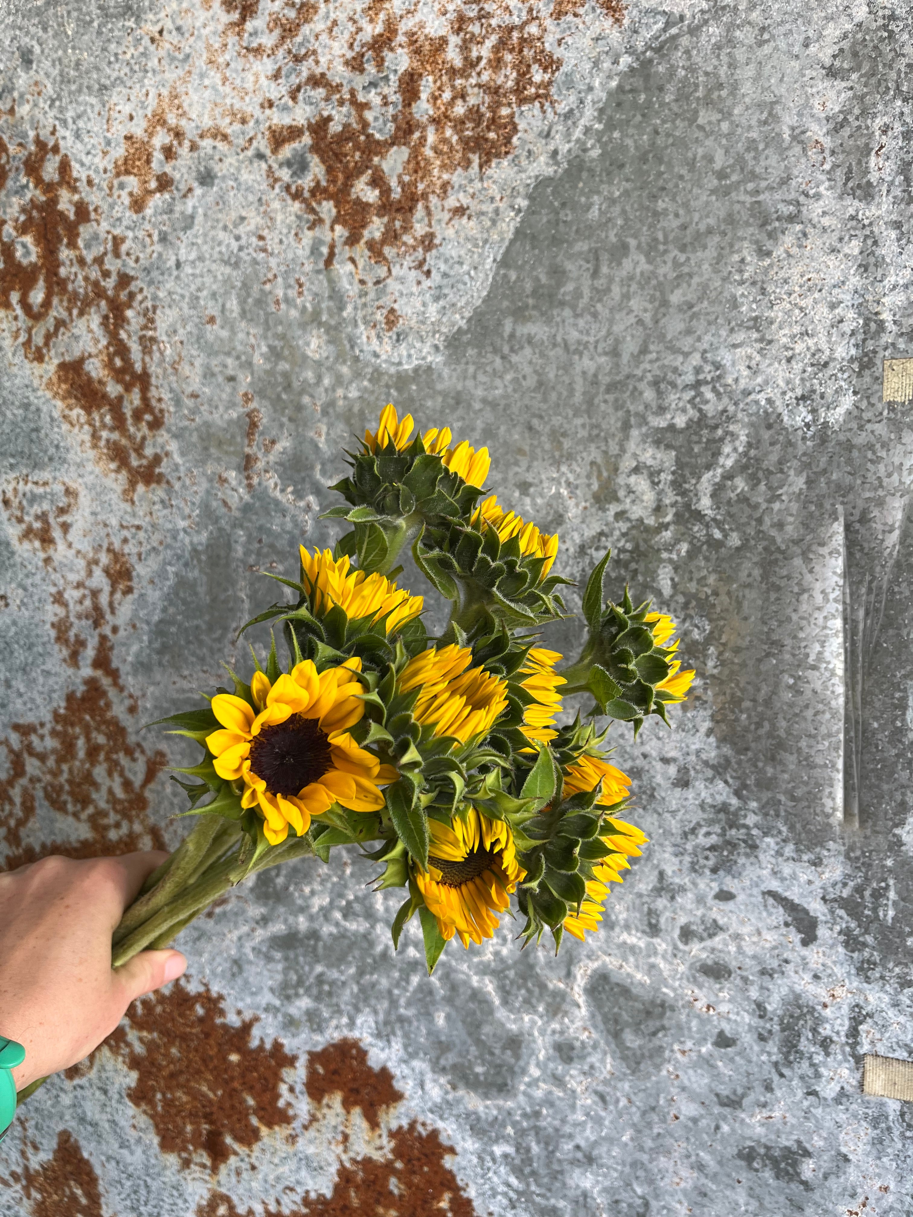 Sunflower