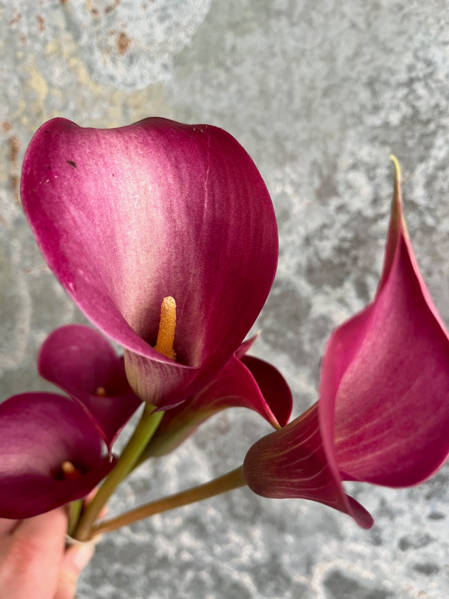 Calla Lily