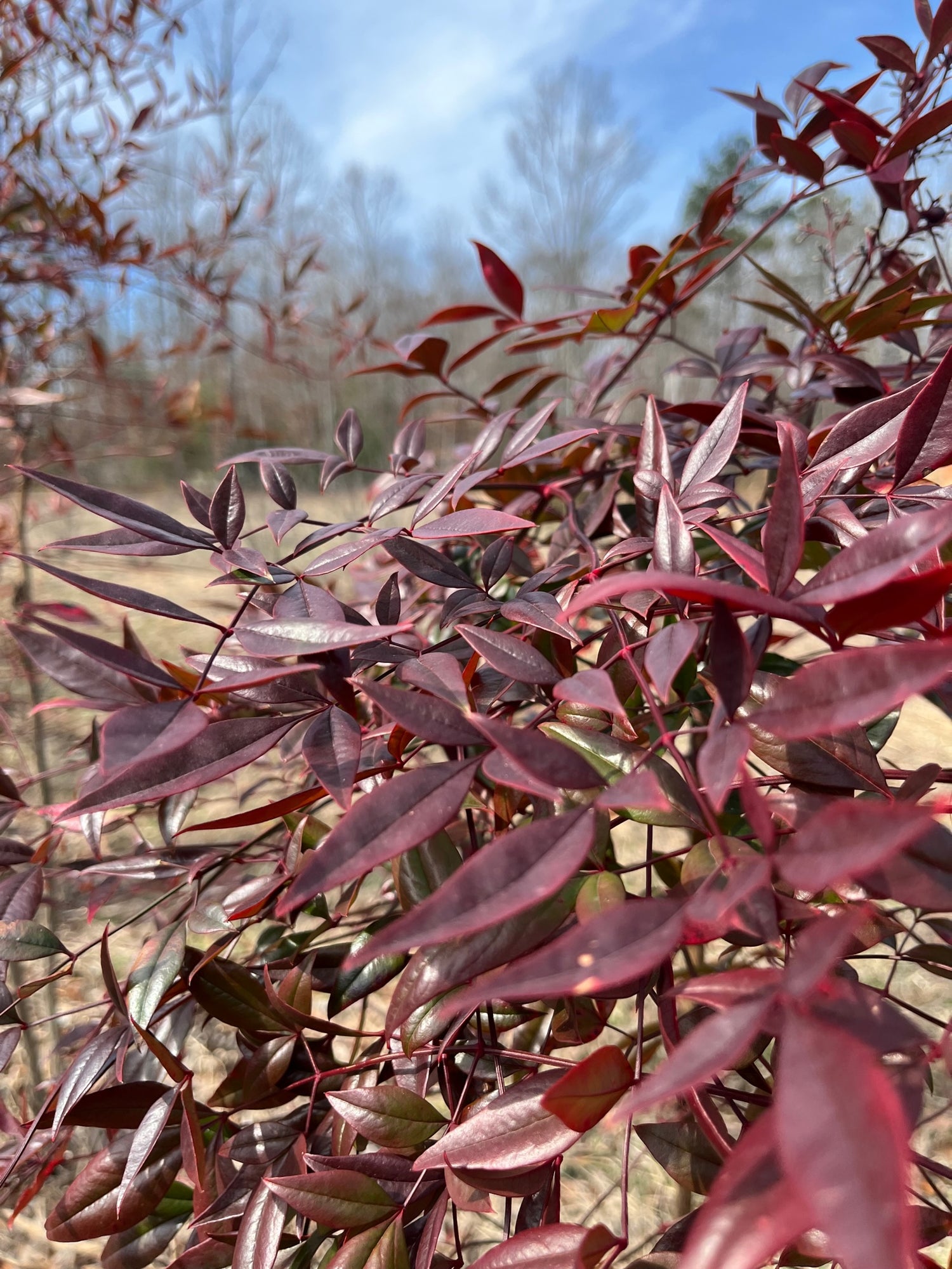 Nandina Foliage