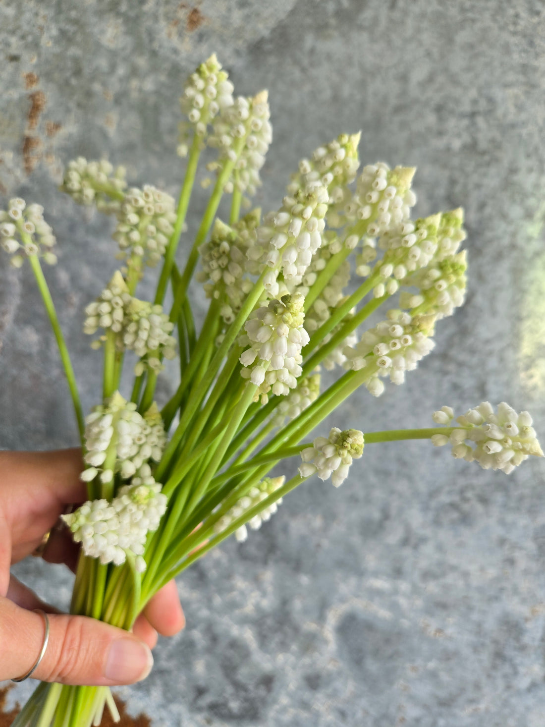 Muscari