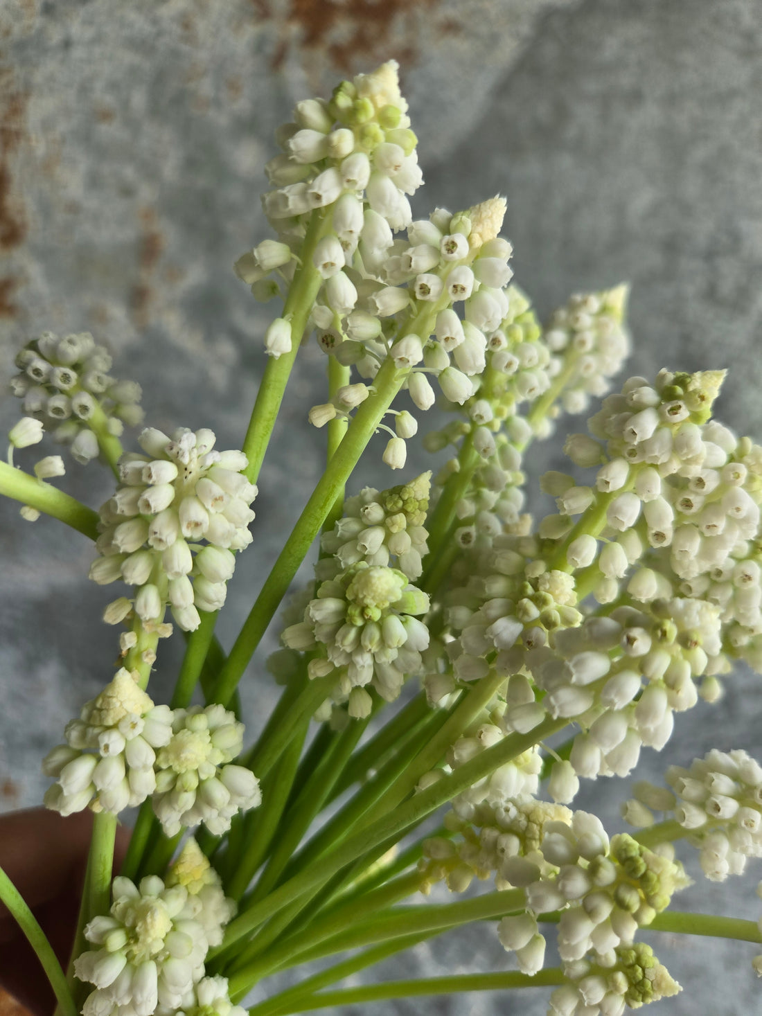 Muscari