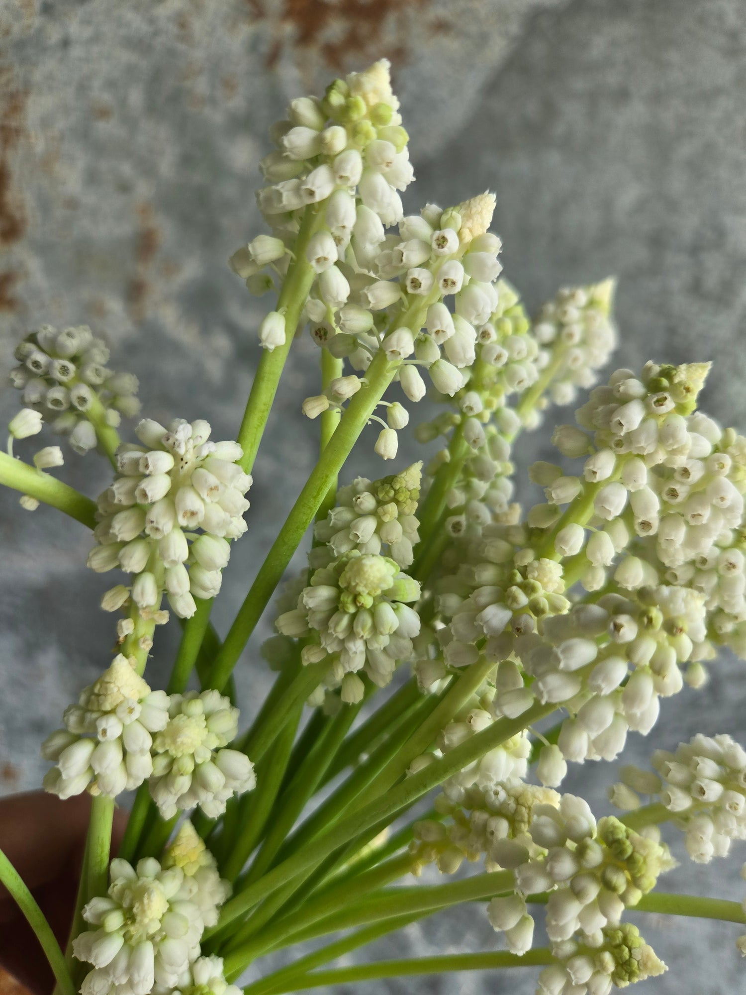 Muscari