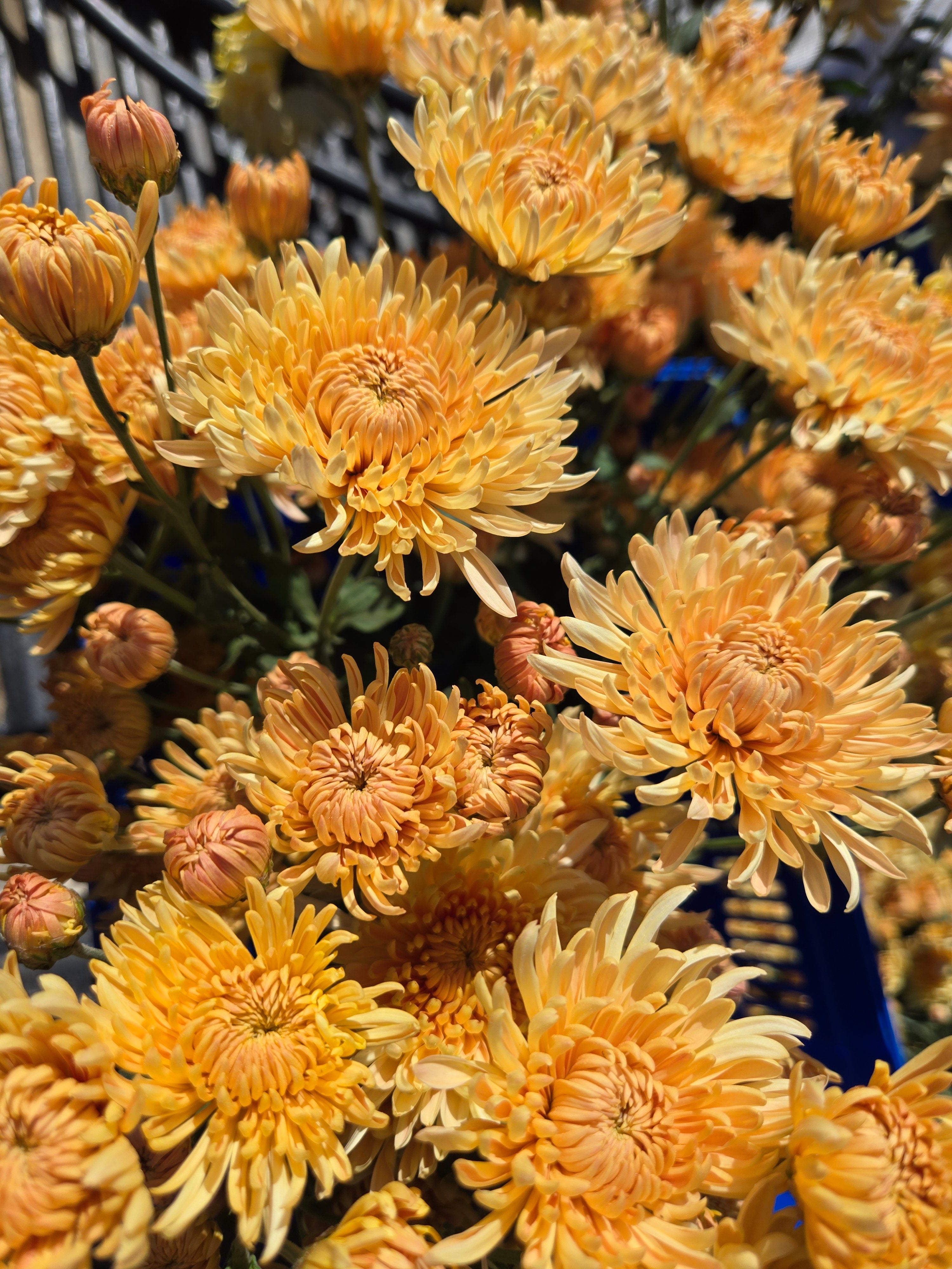 Chrysanthemum