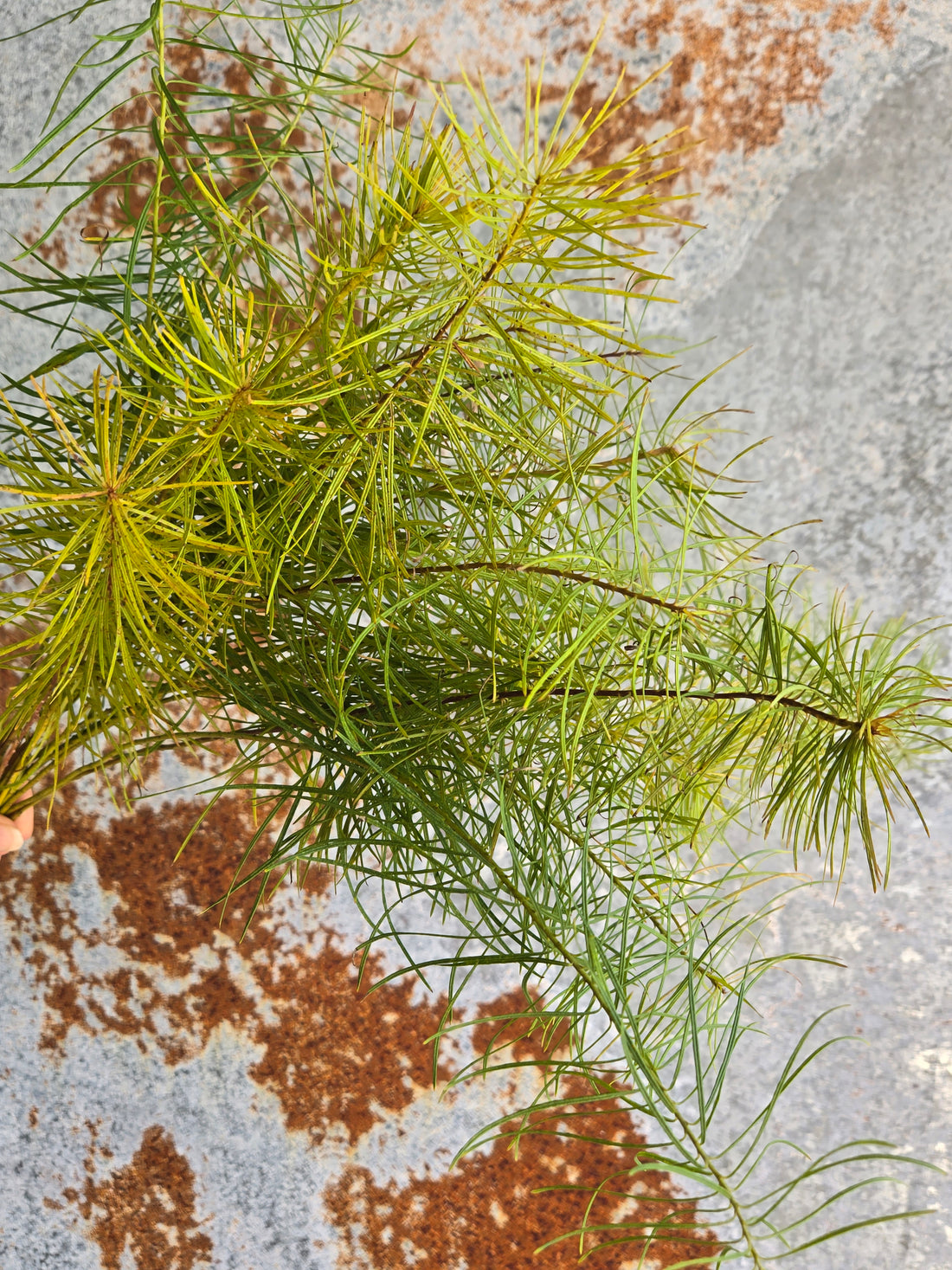 Amsonia- Blue Star