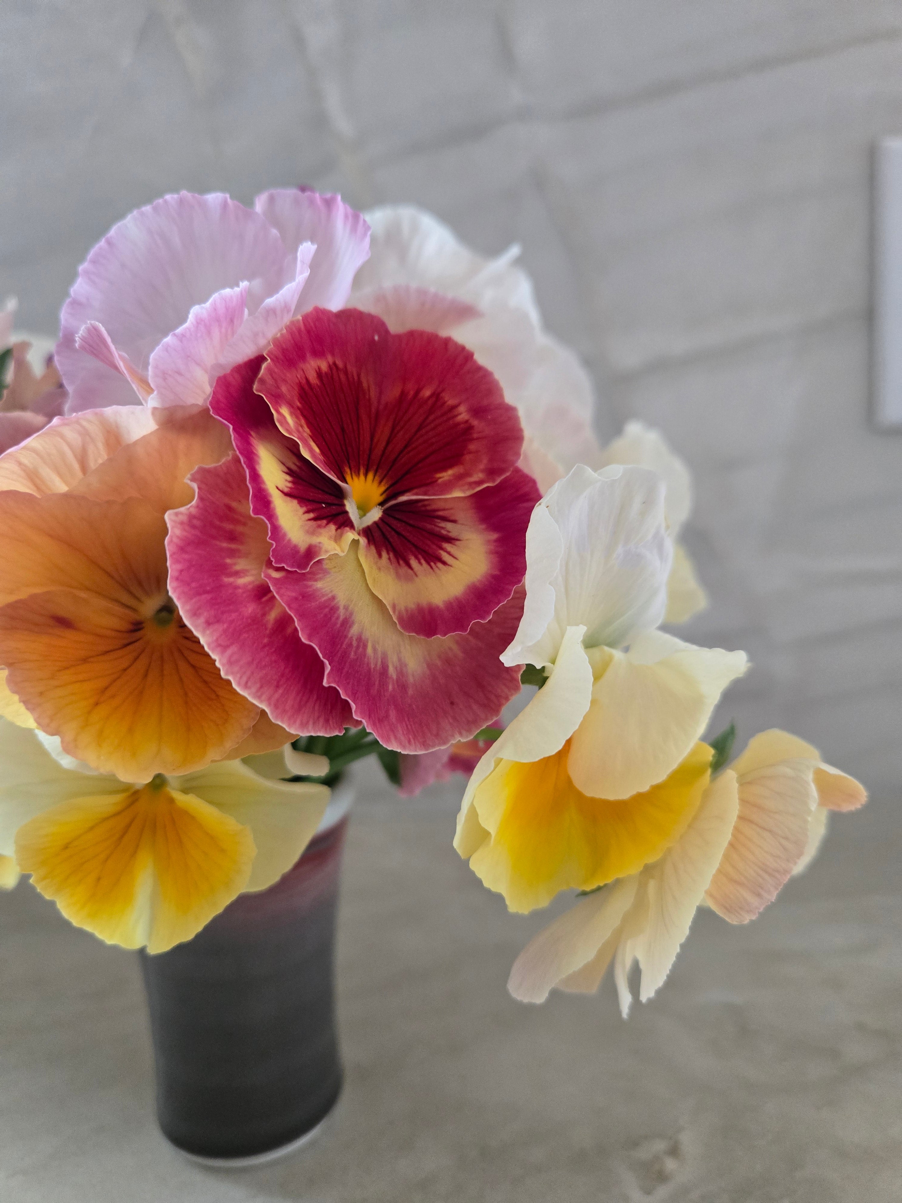 Pansy- Mix Imperial Antique &amp; Sweet Pea Mix- Cutting Pansies
