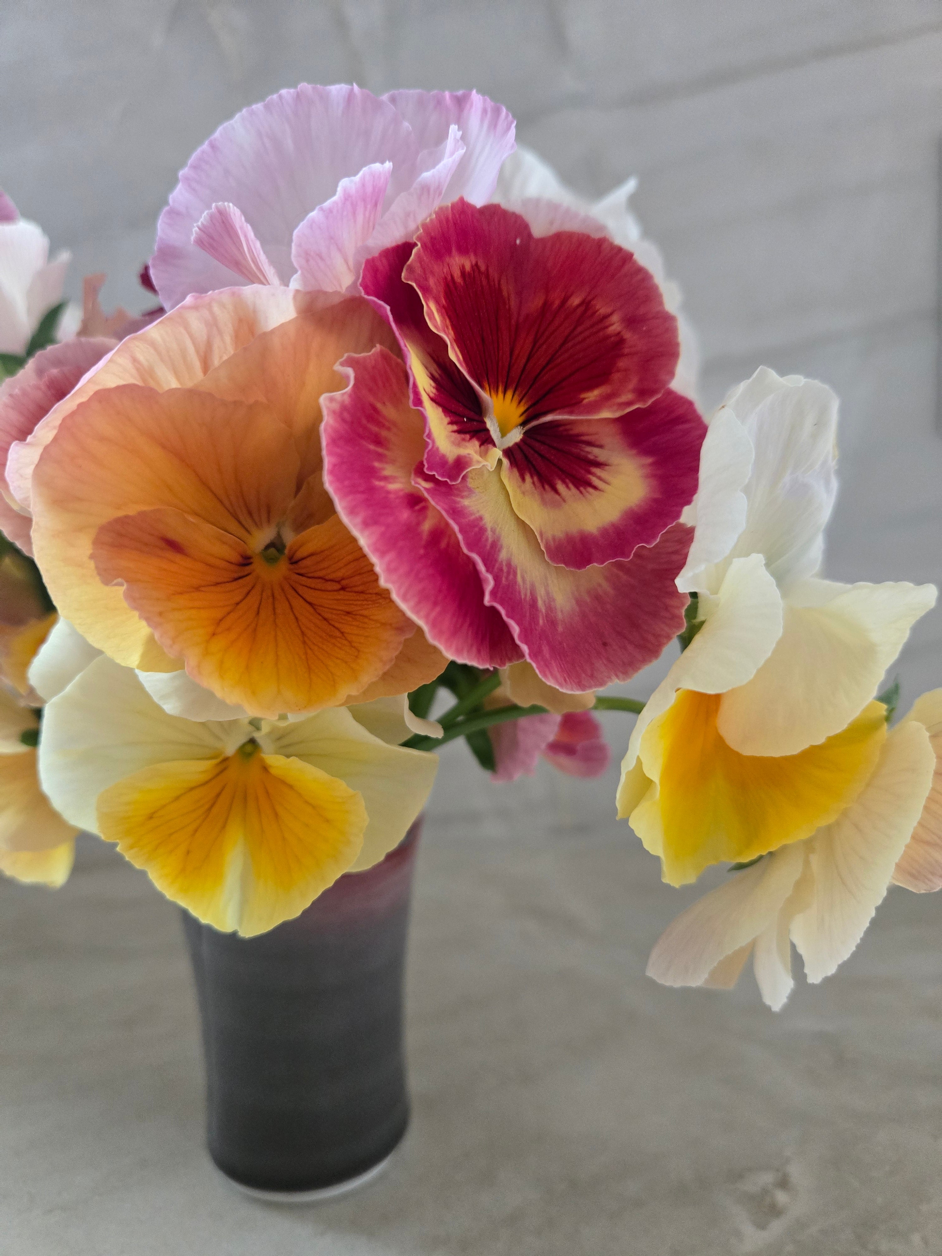 Pansy- Mix Imperial Antique &amp; Sweet Pea Mix- Cutting Pansies
