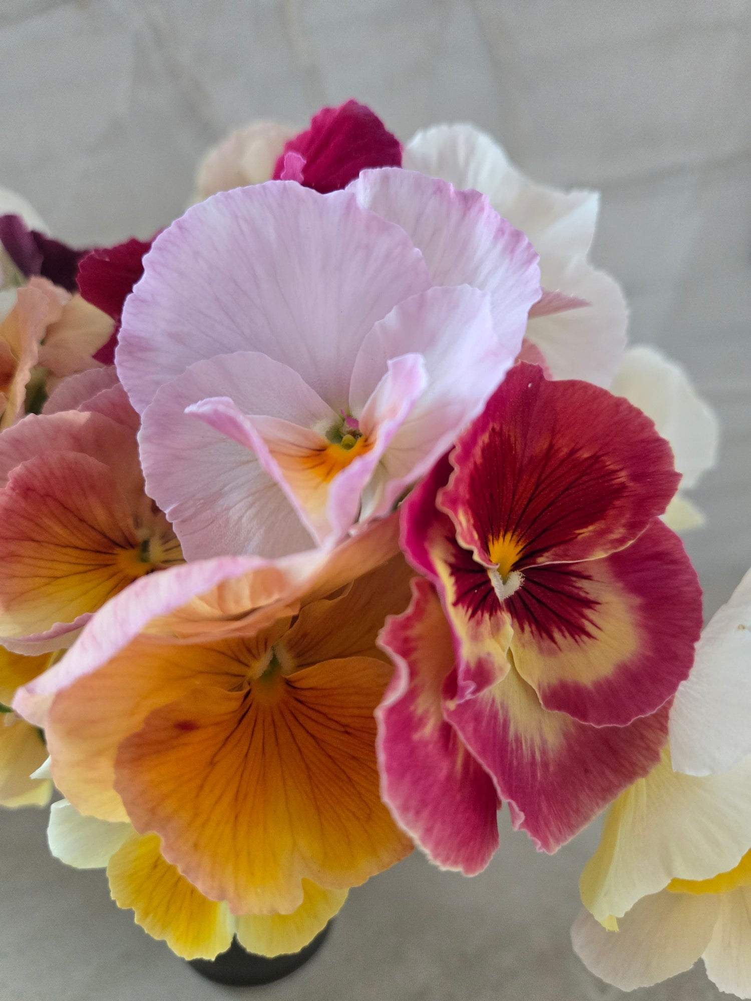 Pansy- Mix Imperial Antique &amp; Sweet Pea Mix- Cutting Pansies
