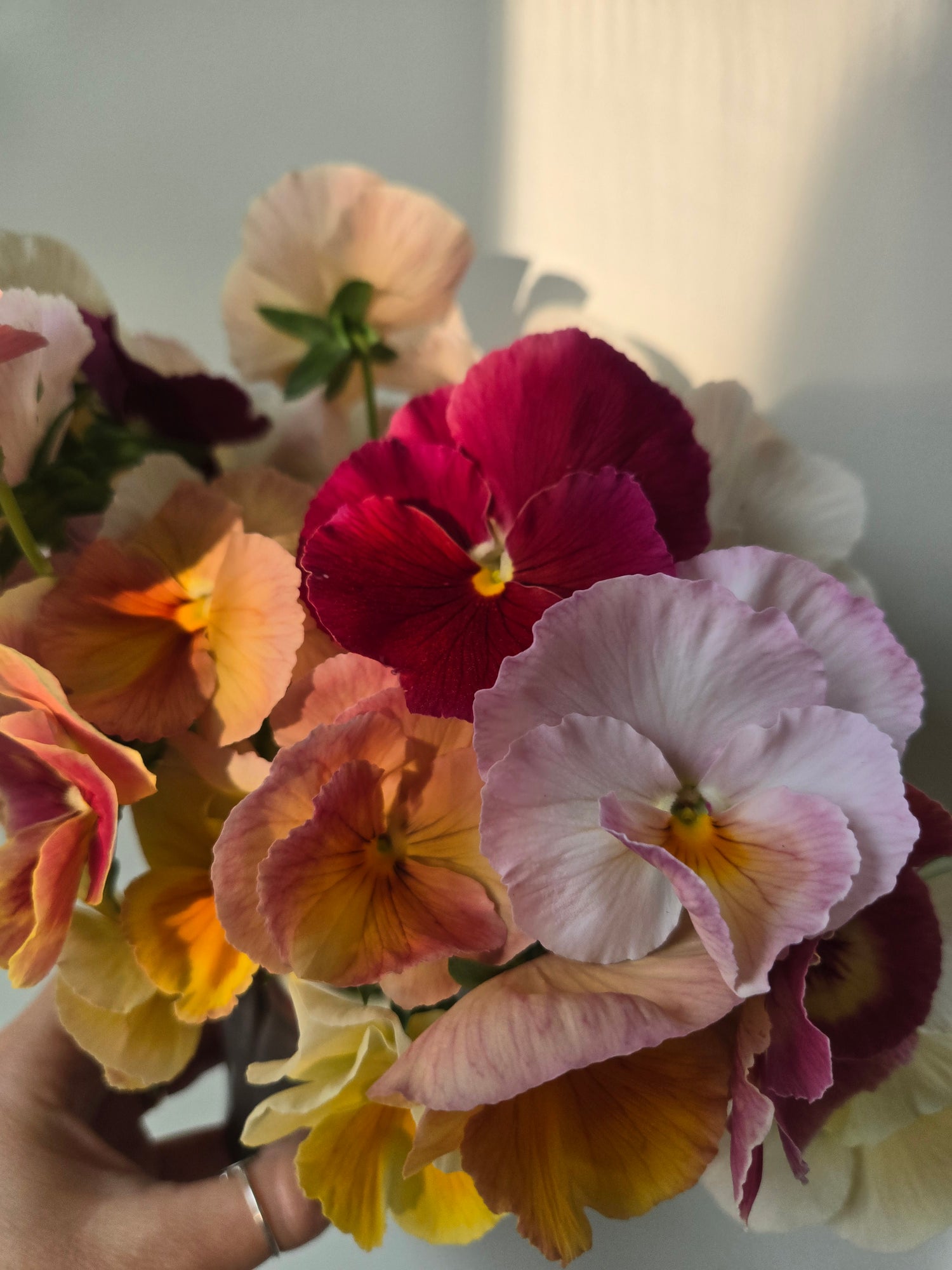 Pansy- Mix Imperial Antique &amp; Sweet Pea Mix- Cutting Pansies