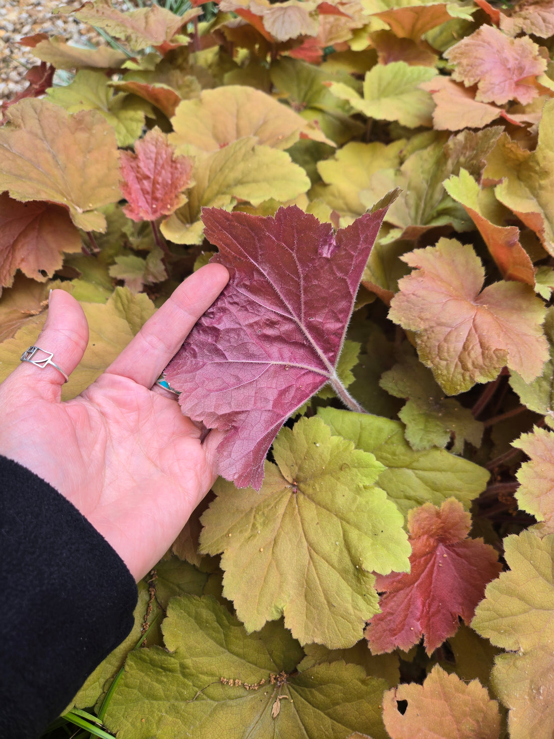 Heuchera Foliage