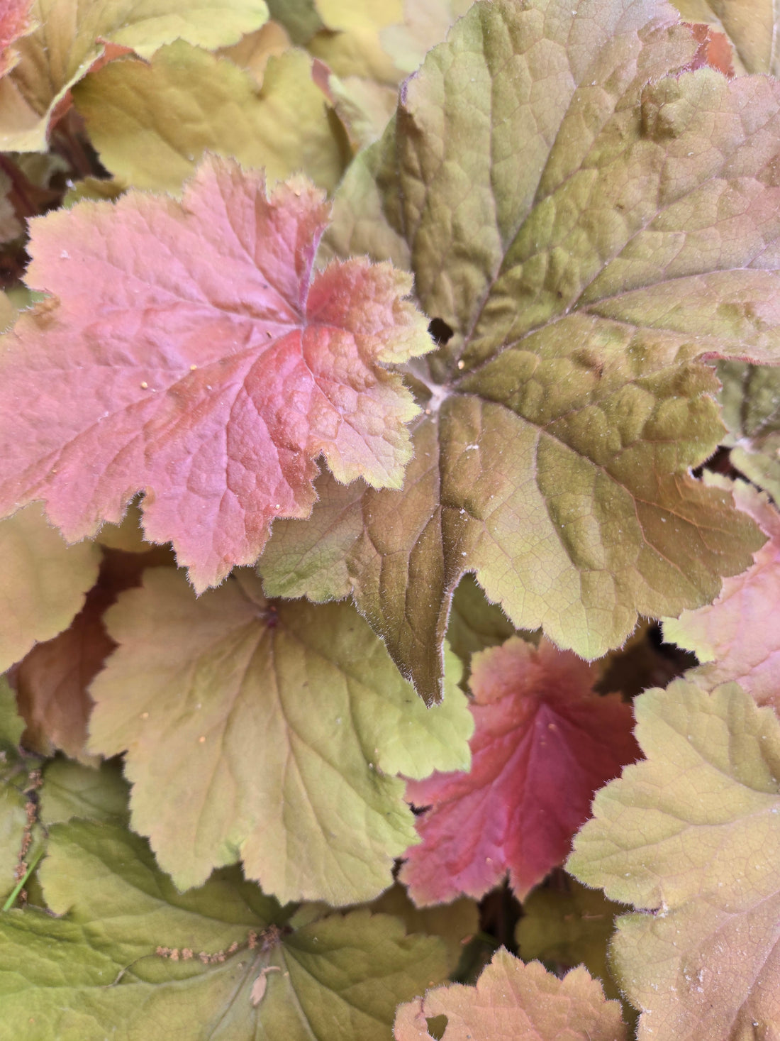 Heuchera Foliage
