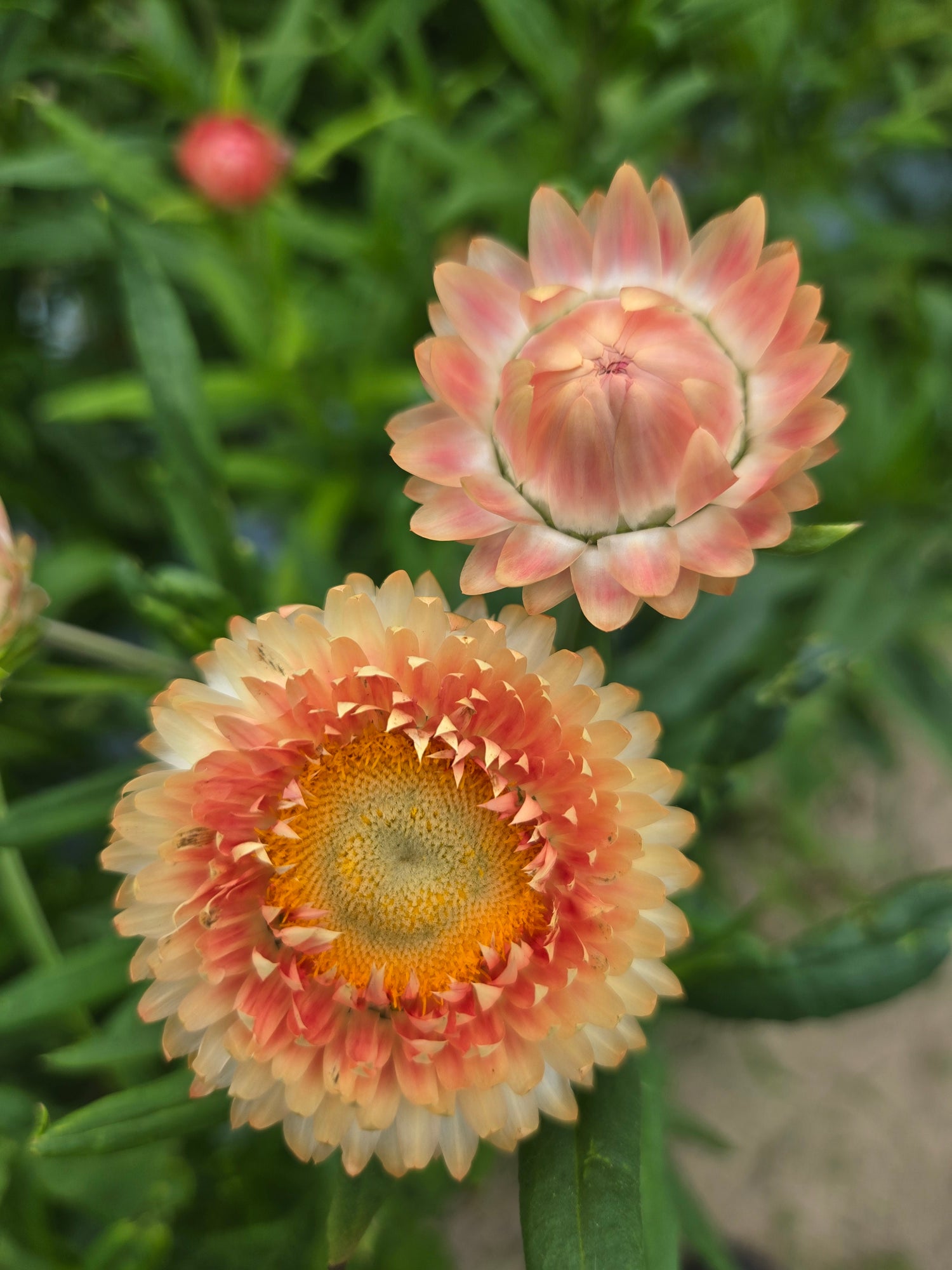 Strawflower