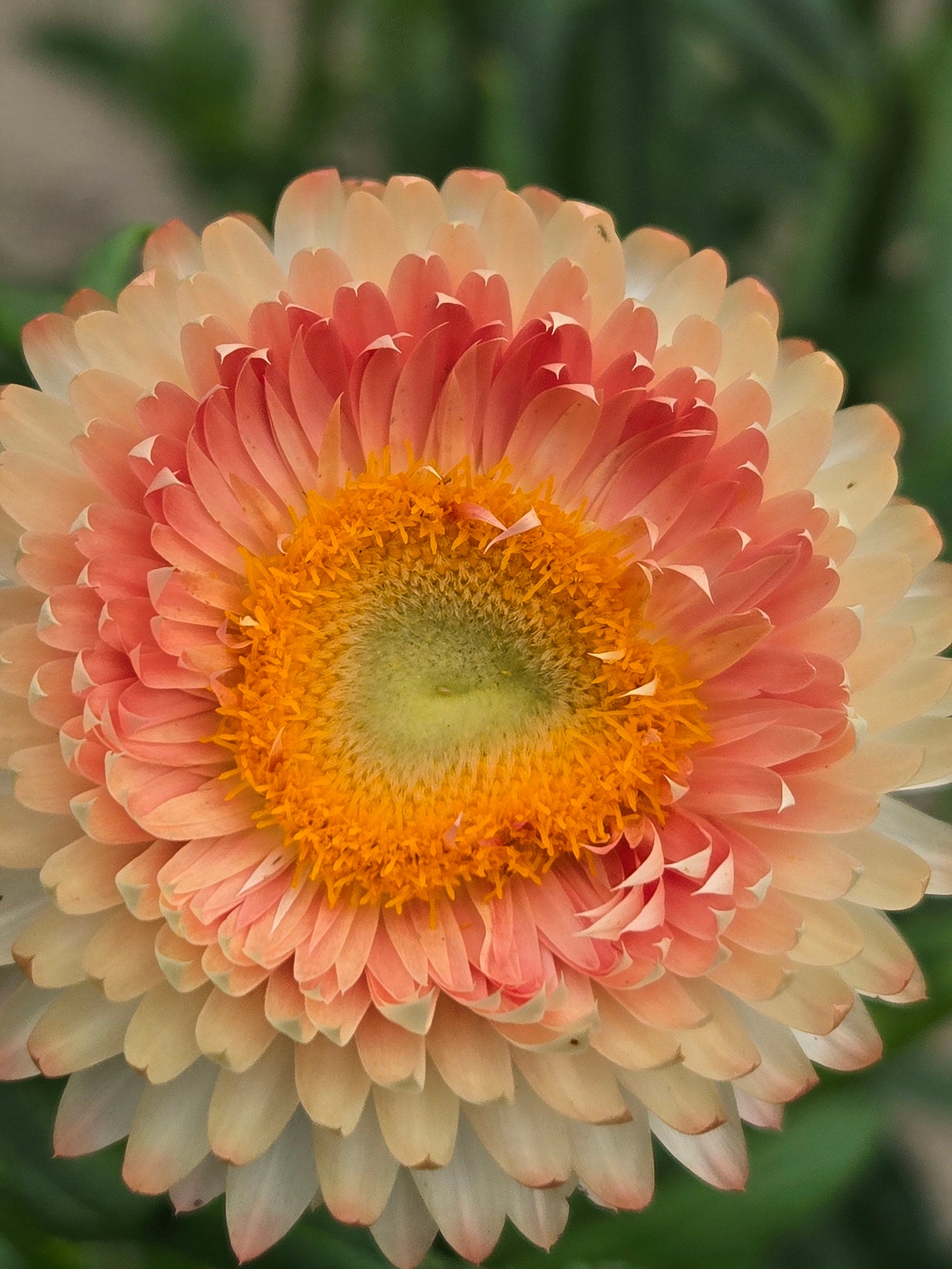 Strawflower