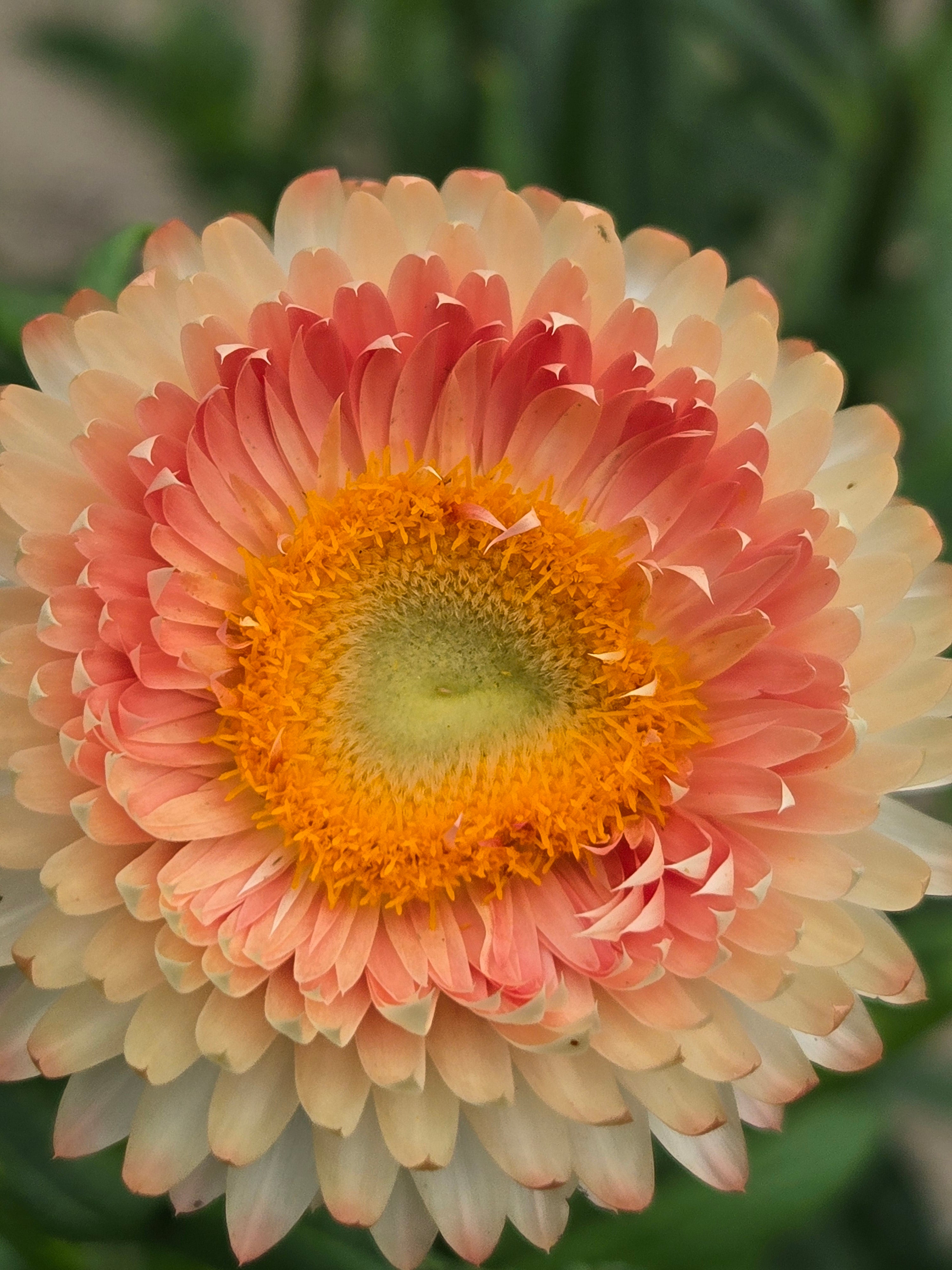 Strawflower