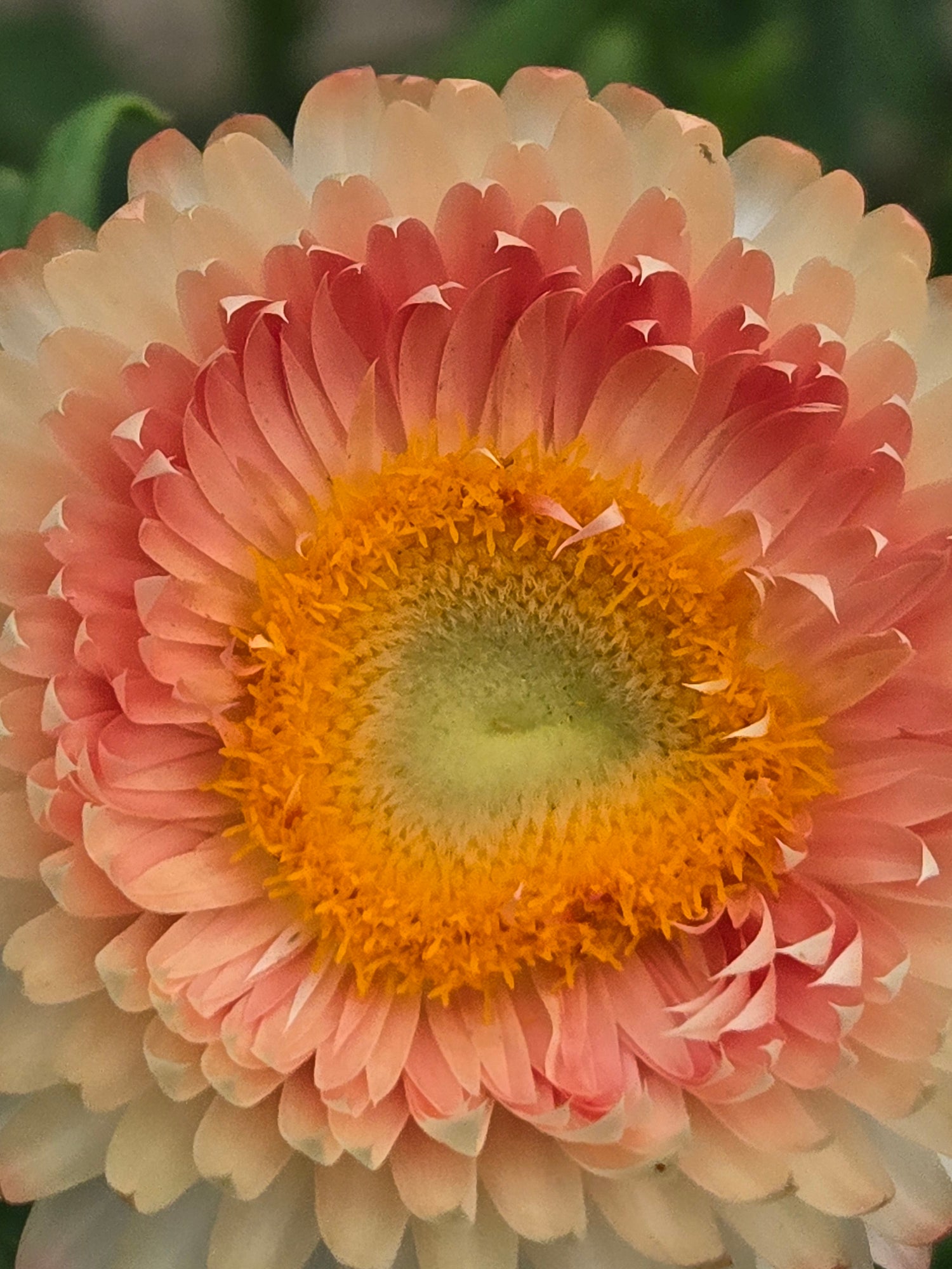 Strawflower
